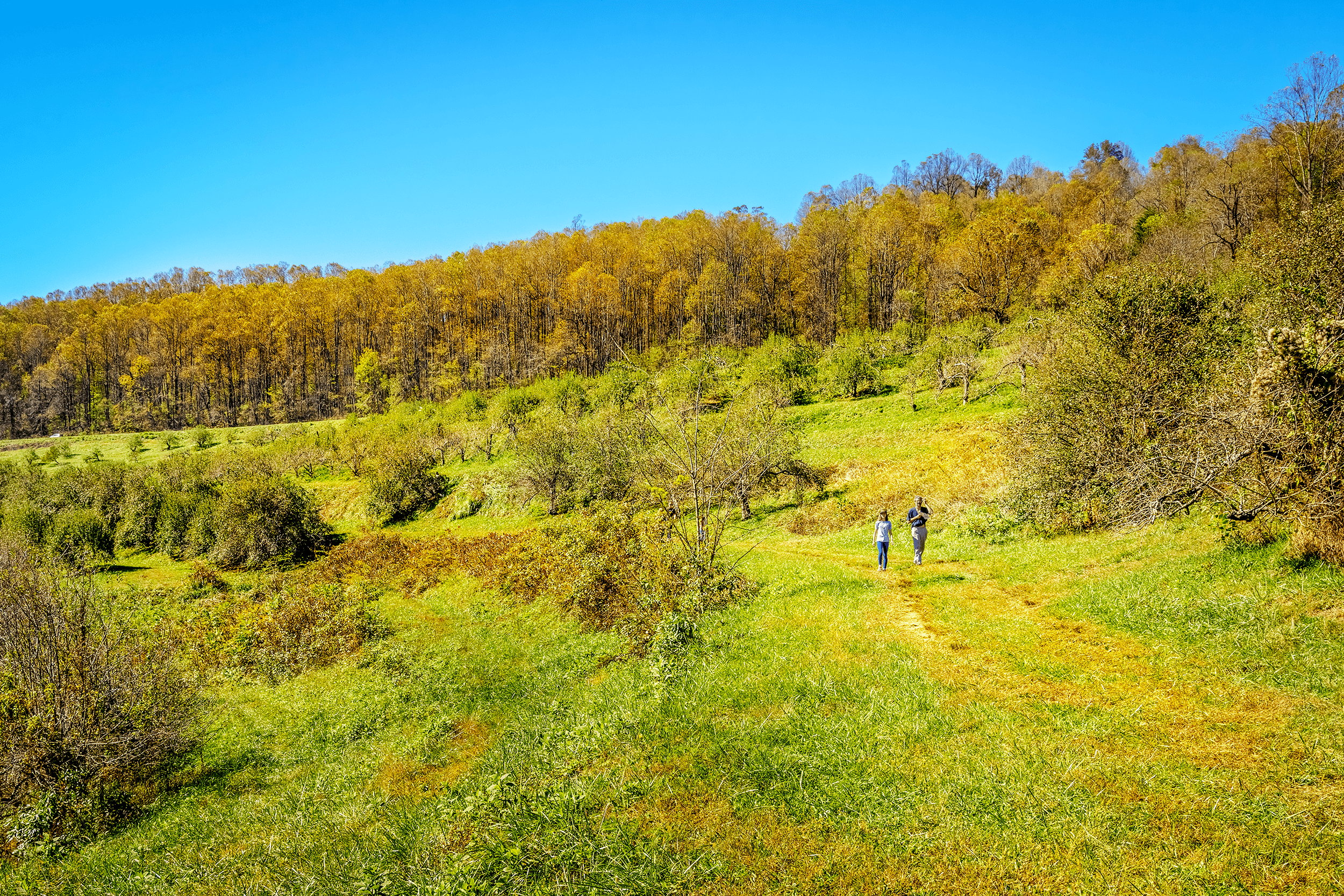 Several short, easy to moderate hiking trails lead through the orchard along rows of apple trees.