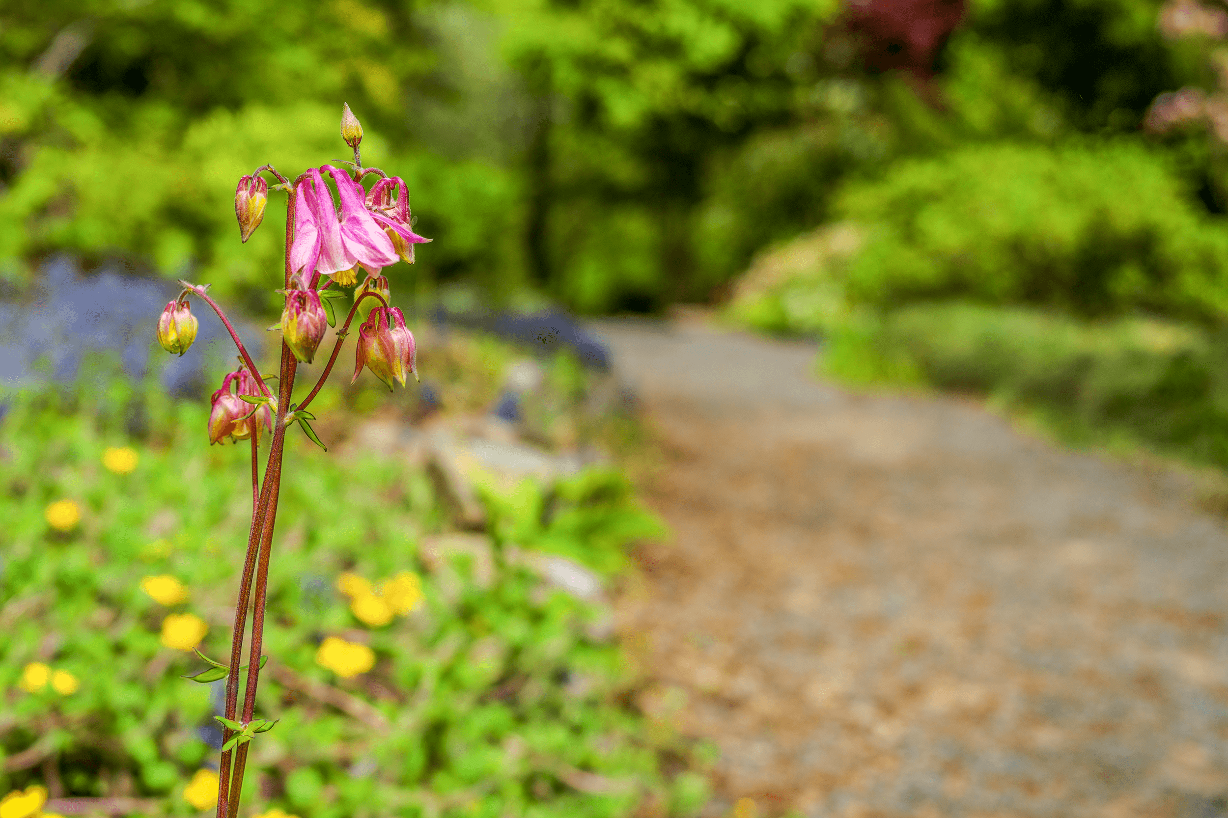 Visitors can enjoy the many flowers along the many well-maintained pathways.