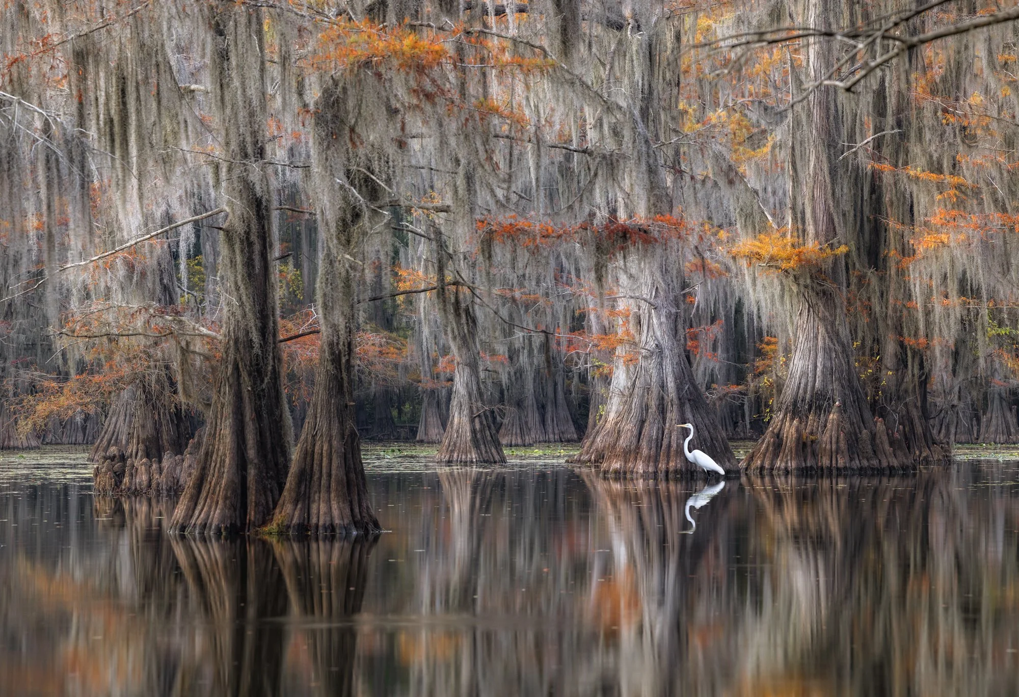 Caddo Lake