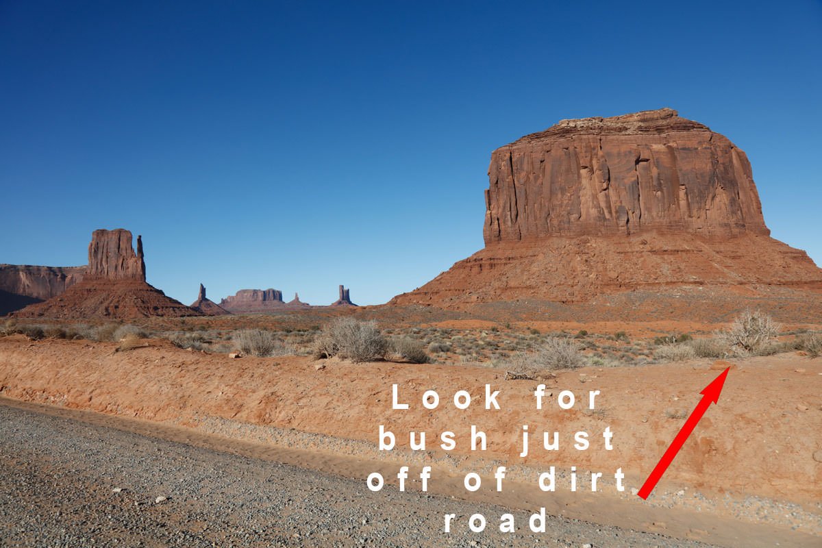 Look for large bush