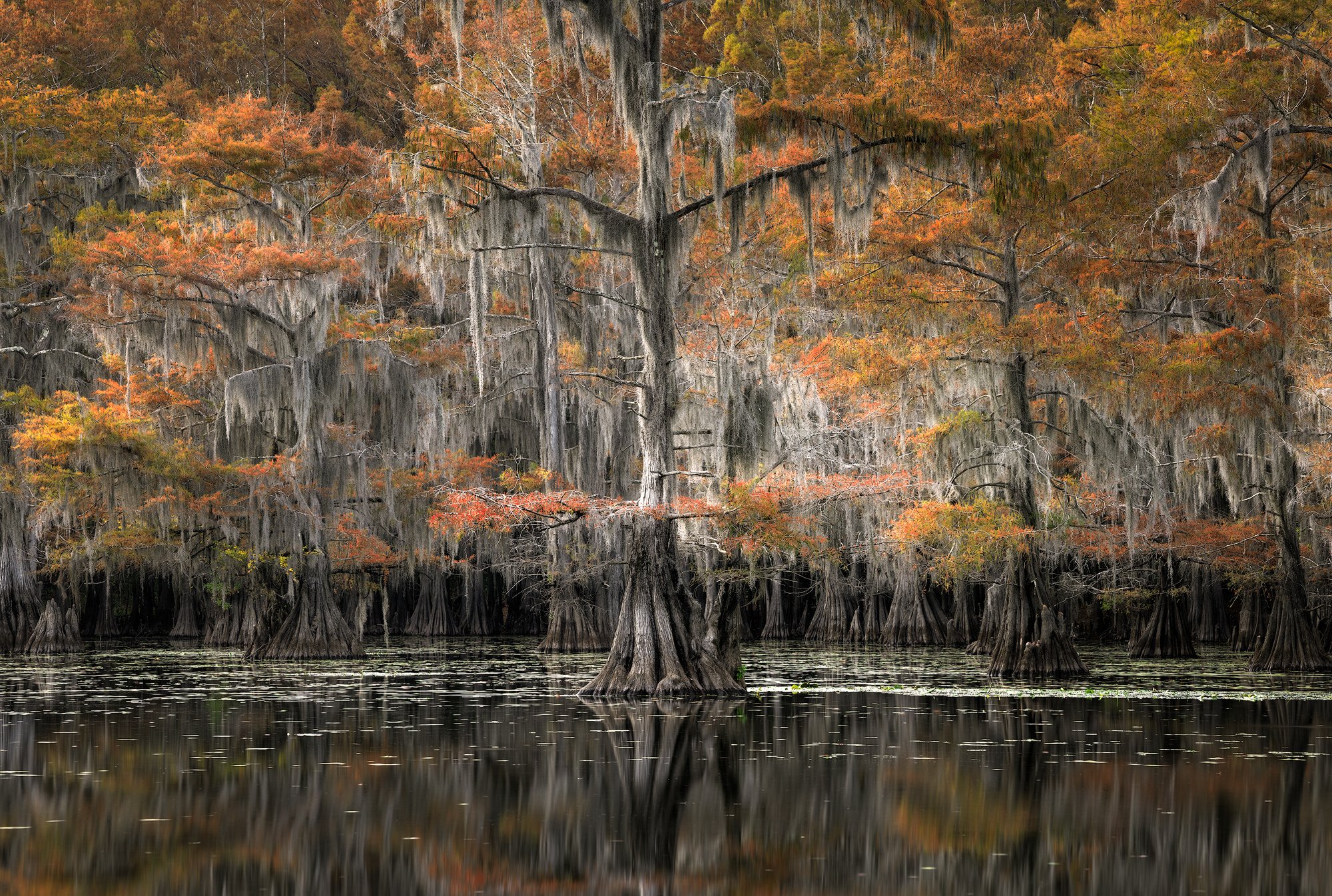 Tree-on-Mill-Pond-.jpg