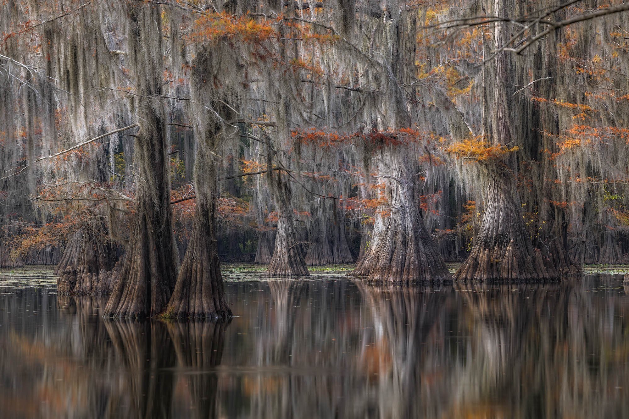 Caddo Lake At Dusk.jpg