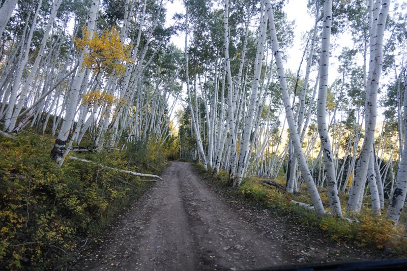 Drunken Aspens