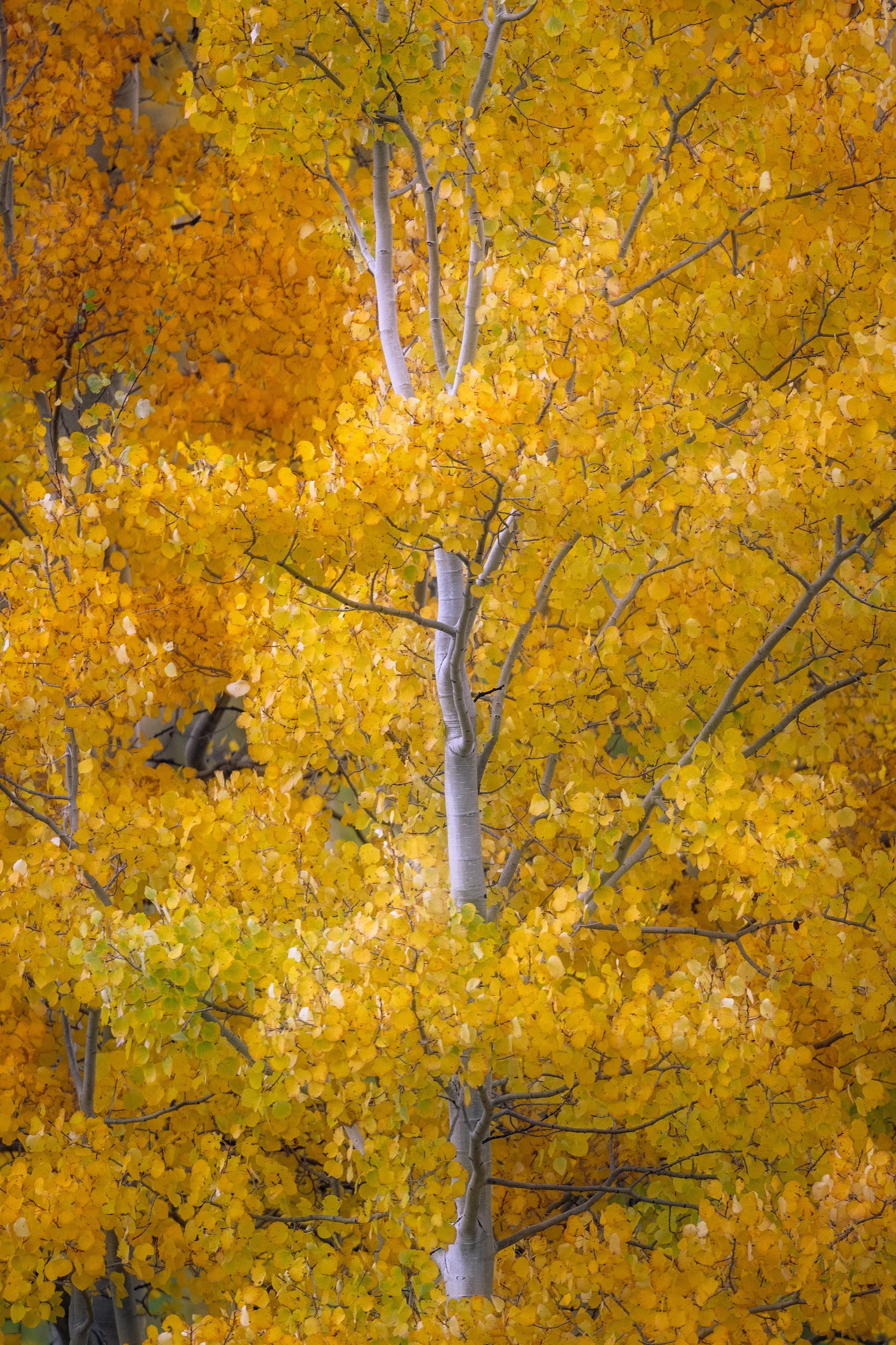 Golden Aspen On Gothic Rd