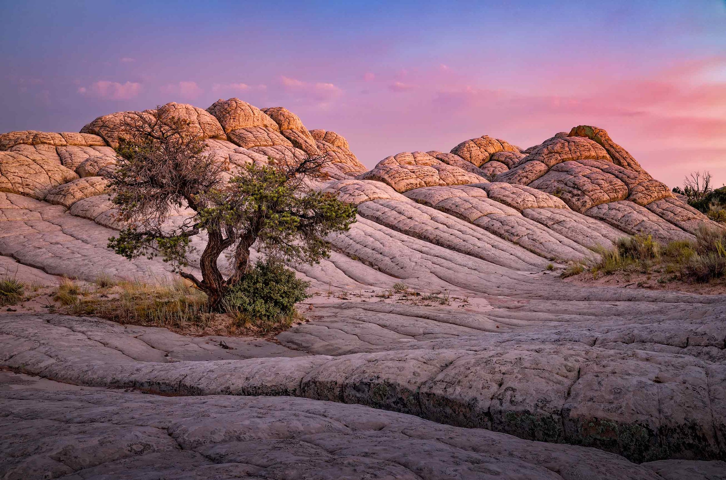 forked-pine_9173.jpg