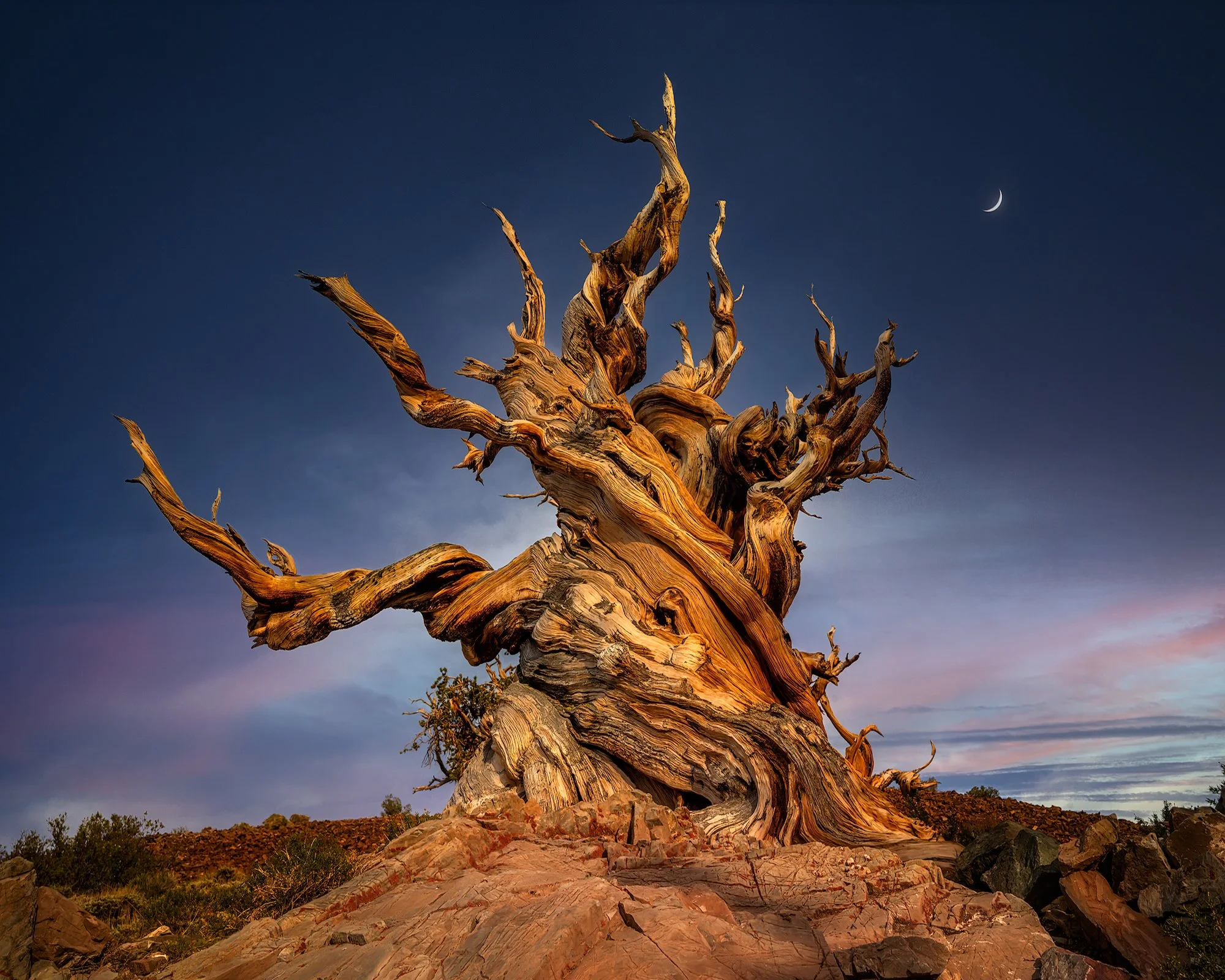 How Old Is The Oldest Bristlecone Pine Tree At Dwayne Carson Blog