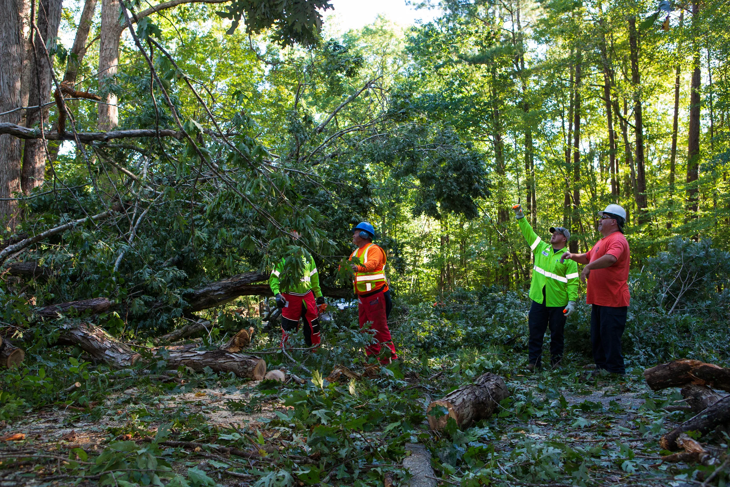 Post Storm Tree Cleanup (res).jpg