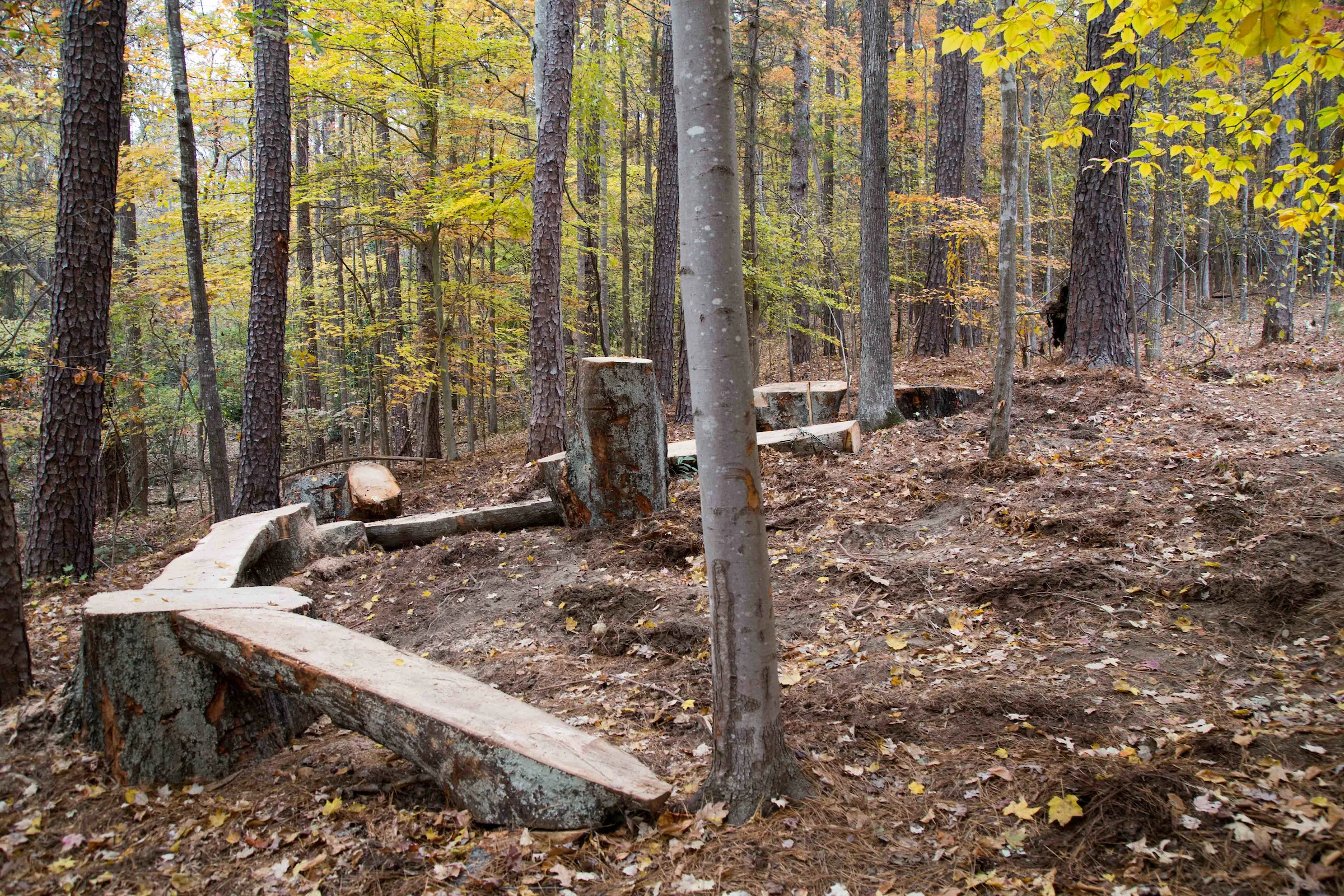 Explore More Stump-Jump (env).jpg