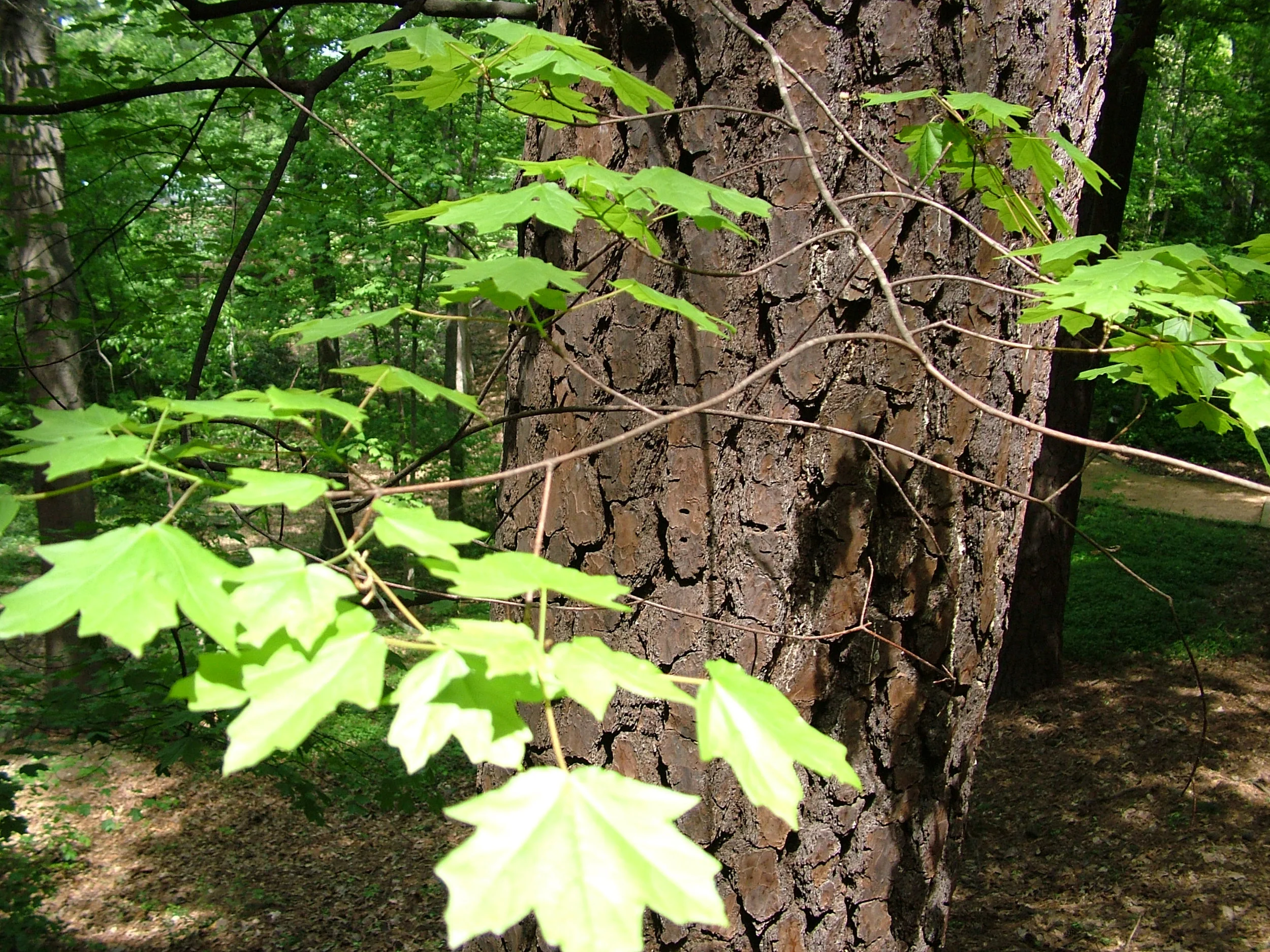 trees_ap07 029.jpg