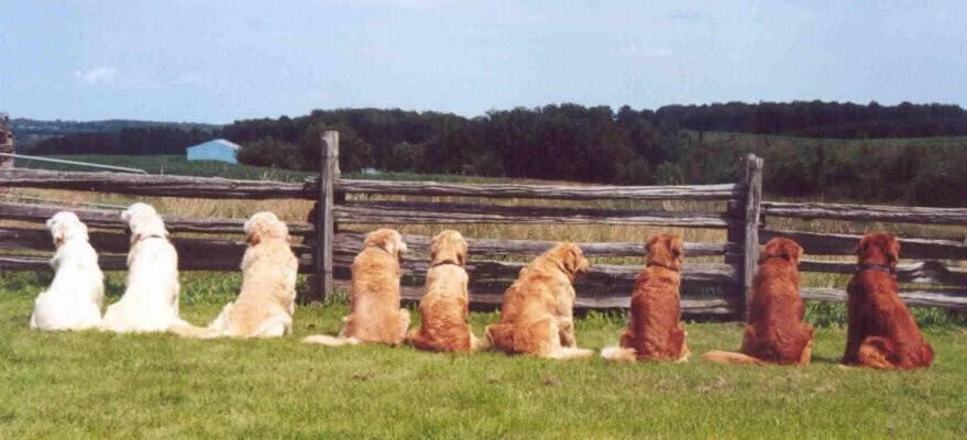 gaggle of goldens.jpg