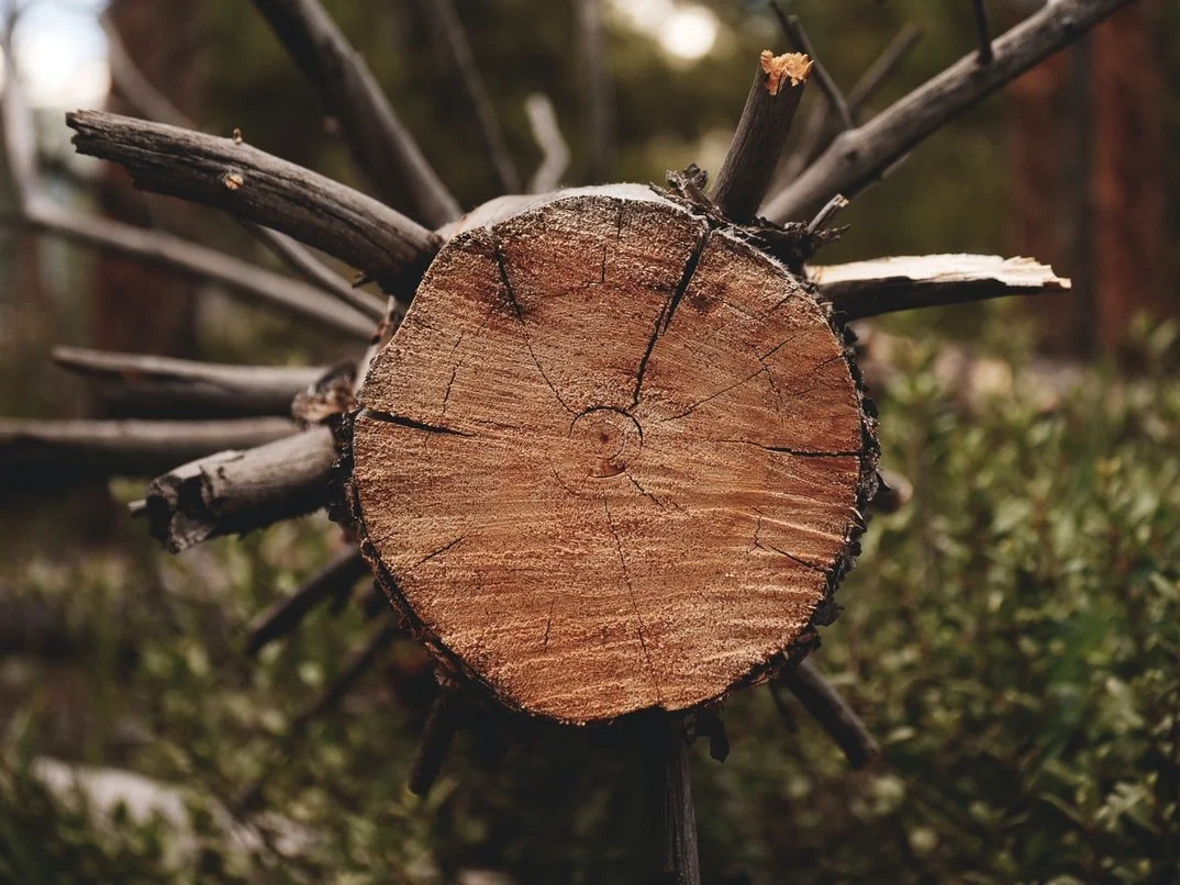 8th Sunday in Ordinary Time (February 27, 2022) 