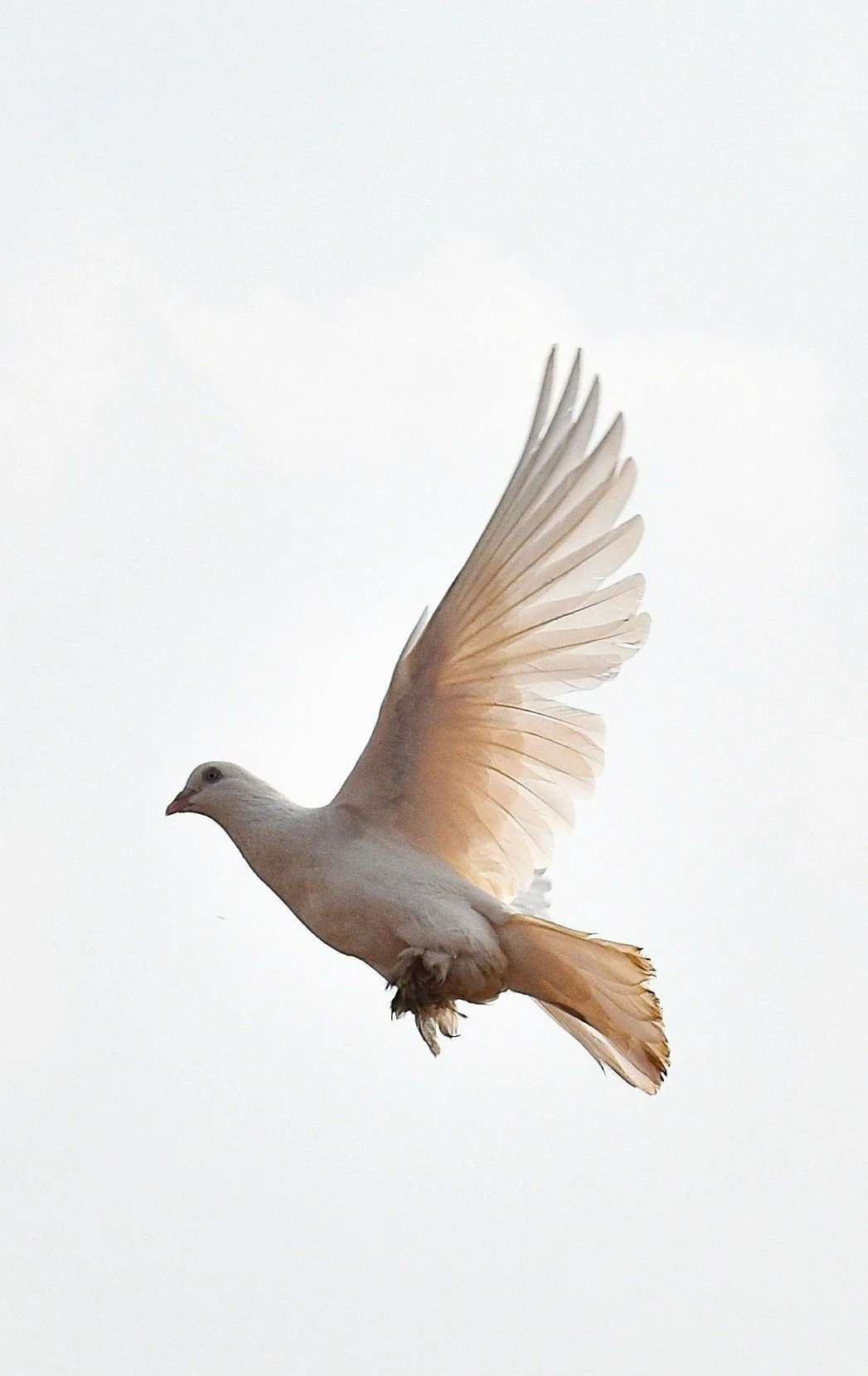 2nd Sunday in Ordinary Time ( January 18, 2026)