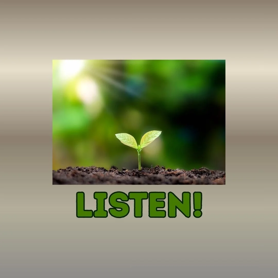 15th Sunday in Ordinary Time (July 12, 2026)