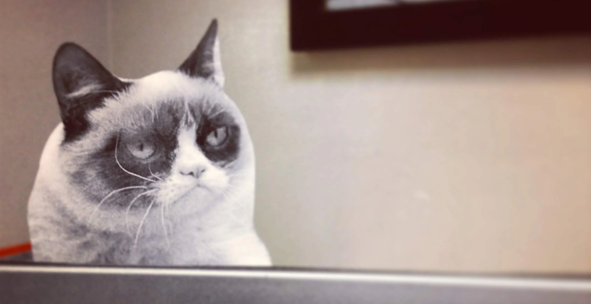 A cut-out of Grumpy Cat that was attached to my computer while on vacation once. RIP, Grumpy Cat.