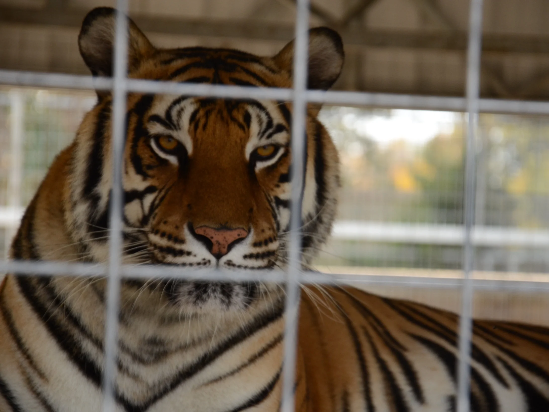 Tiger+.jpg