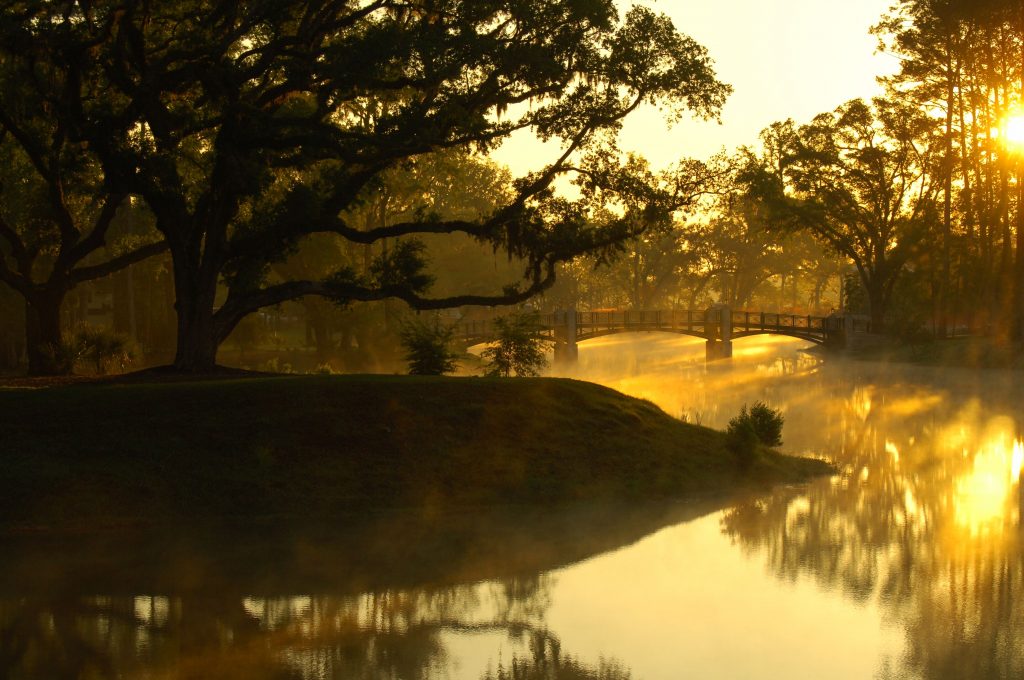 Footbridge-tree_preview-1024x680.jpeg