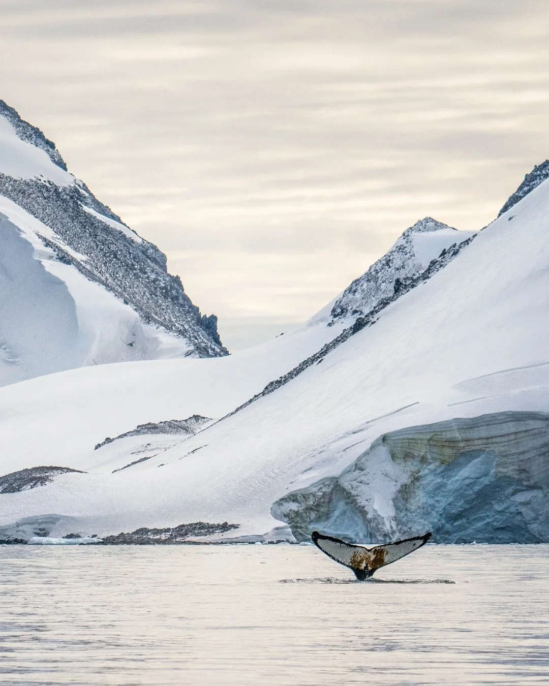 Have you ever imagined exploring both ends of the Earth in total luxury? ✨ I have the inside scoop on Seabourn’s first-ever Grand Expedition, a 94-day journey through the High Arctic, navigating the historic Northwest Passage, and uncovering th