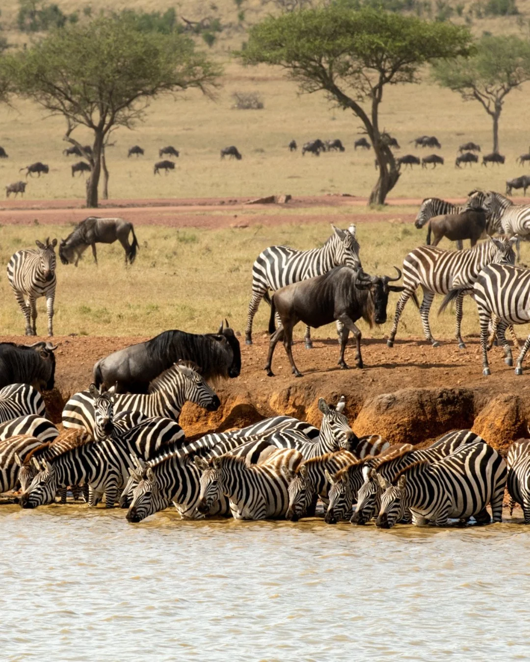 We&rsquo;re all looking for the next big getaway! Here are a few to keep on your radar and the kind you&rsquo;ll want to secure early with a travel advisor:

Africa&rsquo;s Great Migration 🦓 &ndash; Explore the African wilderness and witness thousan