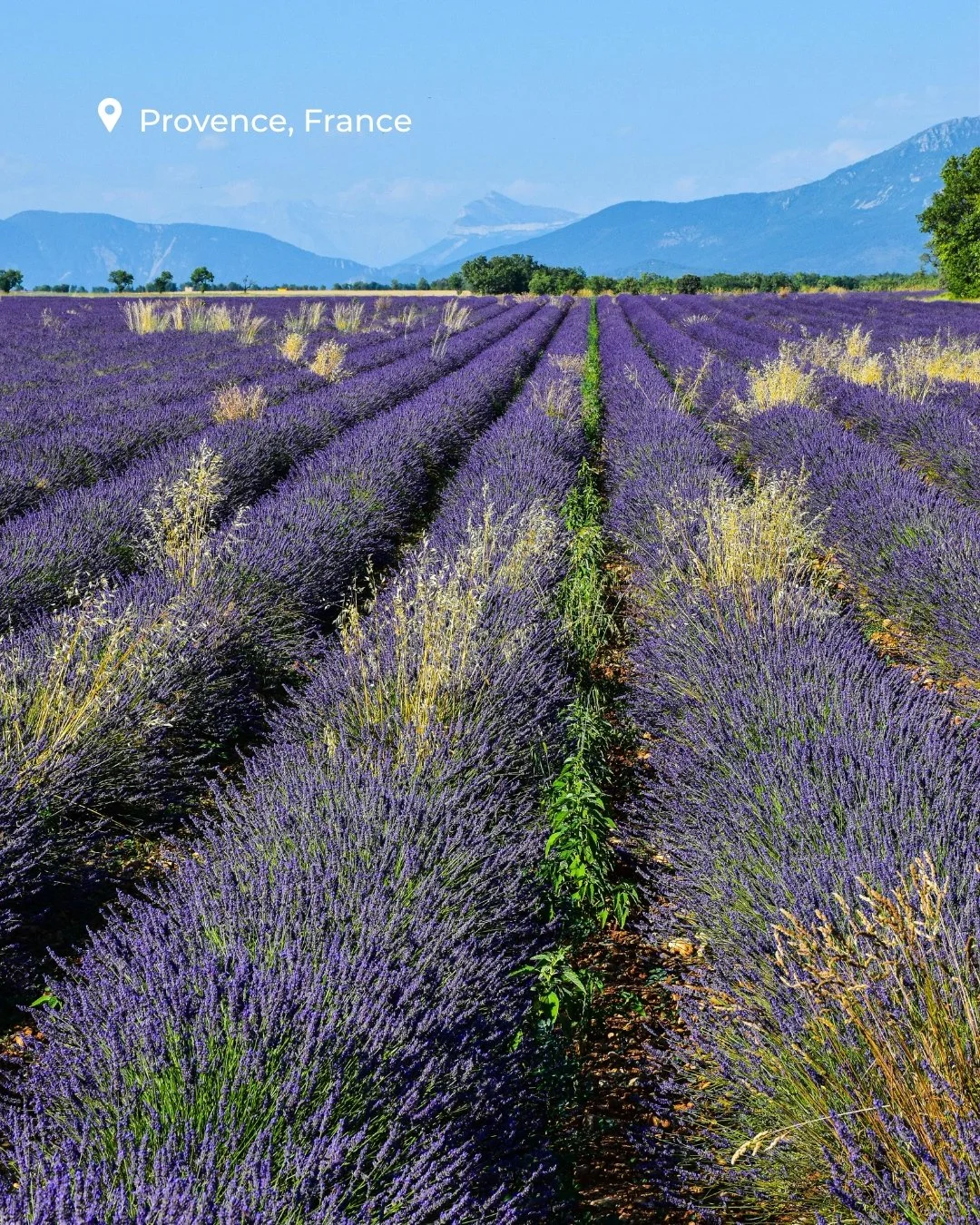 Spring is in full bloom, and there's no better time to explore the world's most beautiful floral destinations. 🌸 🌼
 
From lavender fields in Provence to vibrant tulip displays in the Netherlands and the iconic Chelsea Flower Show in London this spr