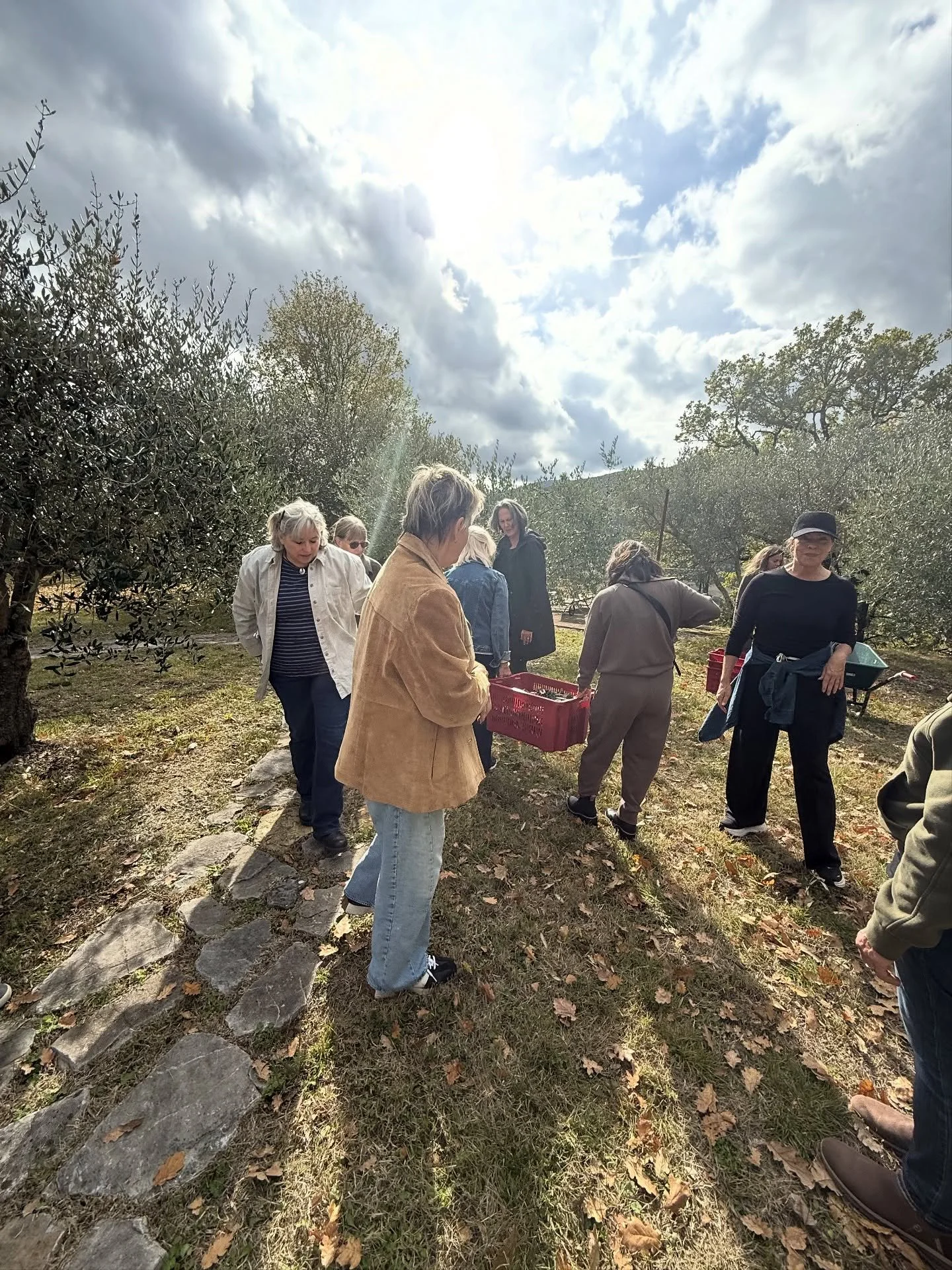 Usually this time of year I&rsquo;m posting mouthwatering pics of olio nuovo being poured on bruschetta - sad to report that&rsquo;s not happening harvest &lsquo;25. Due to unusual late rains and humidity that attracted the fly we - along with most o