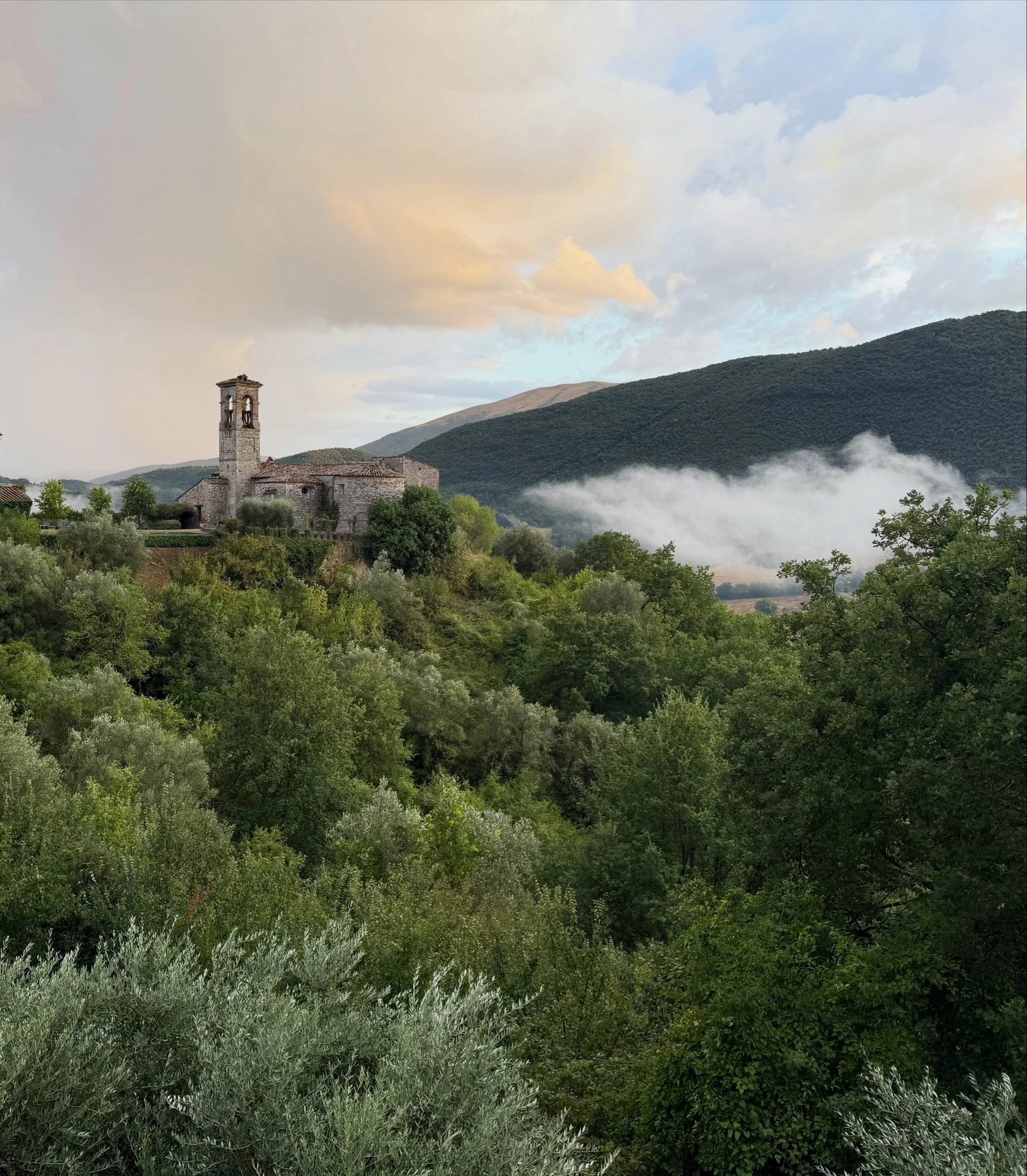 Mist rising from the valley and silver trees laden with olives. Eager to get back to Umbria to start Harvest 2026!

#harvest2026
#artisanfood 
#umbrialovers
#extravirginoliveoil 
#keepingtraditionsalive