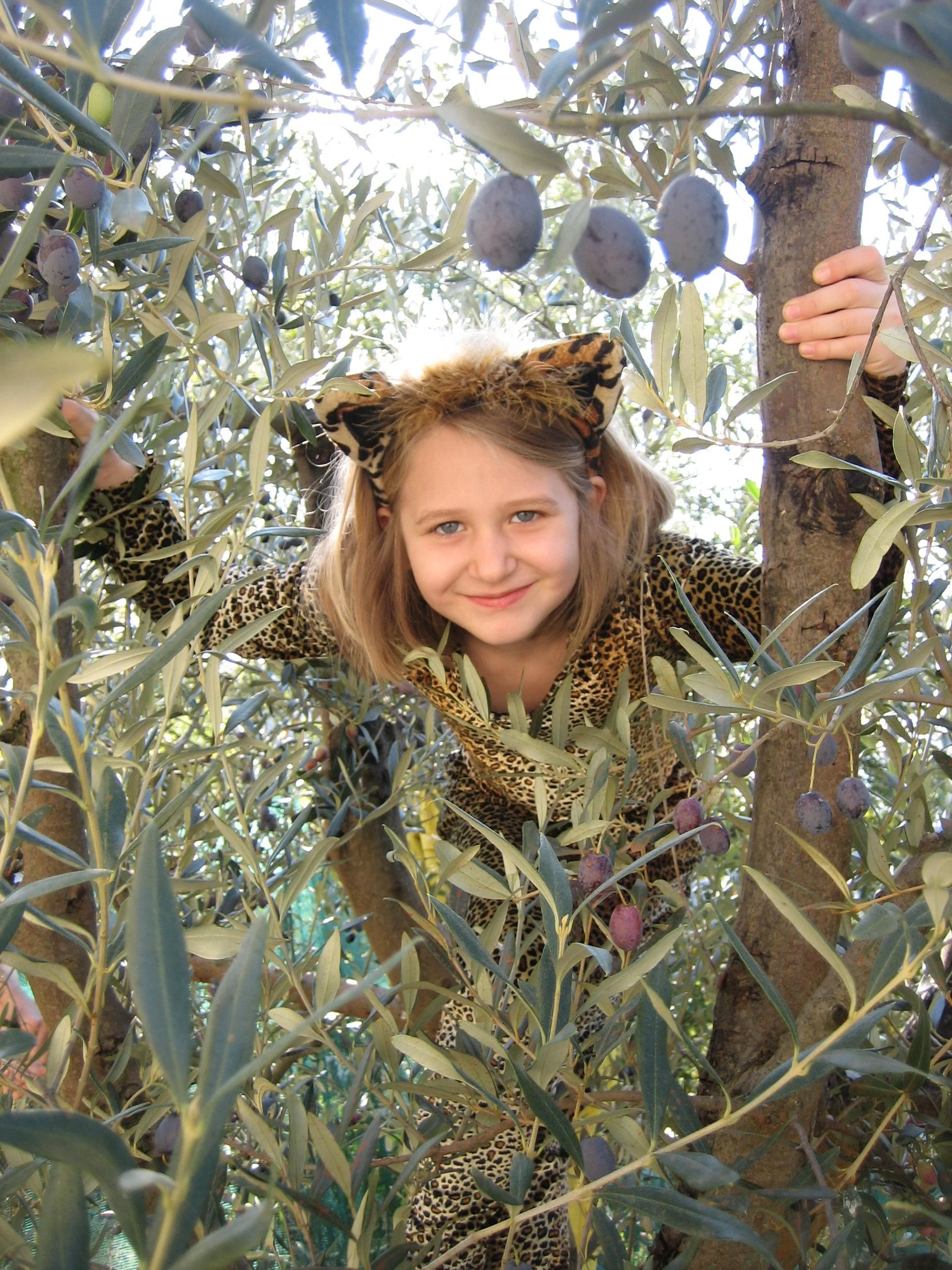 They started climbing the trees. All grown up and they&rsquo;re still helping pick olives and selling the oil! 

#familytradition 
#olivetreepeople 
#umbrialovers 
#authenticliving 
#evoo