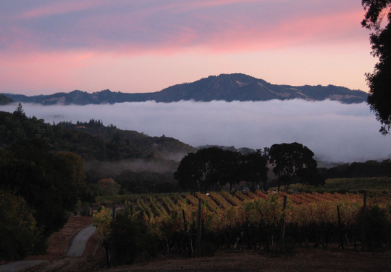 pickberry vineyard.png