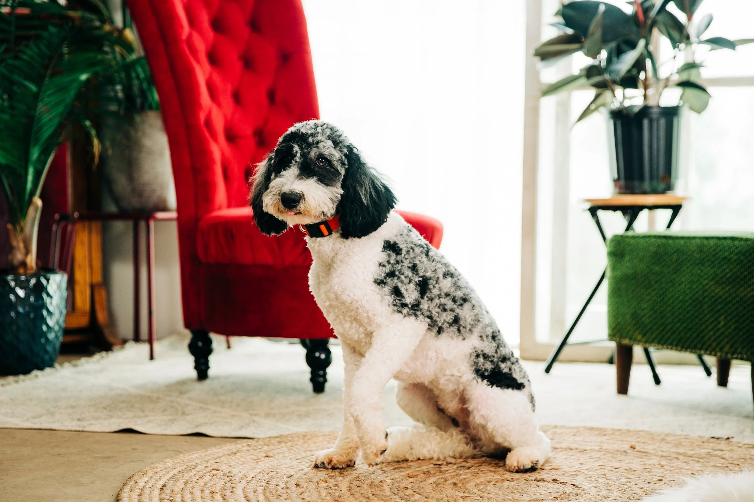 CBC Photo _ IA Doodle Co_DSC03497.jpg