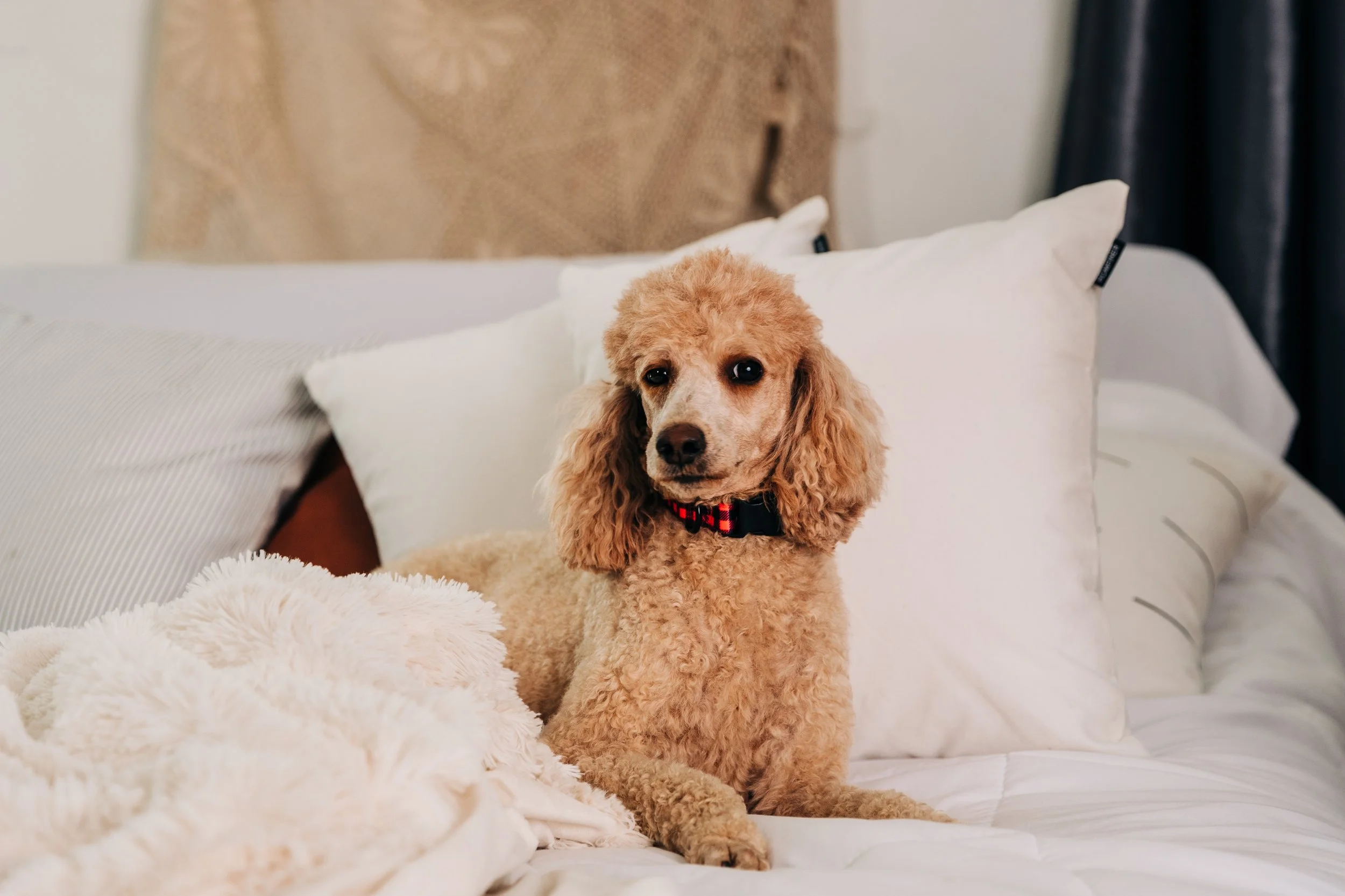 CBC Photo_Iowa Doodle Co_DSC03543.jpg