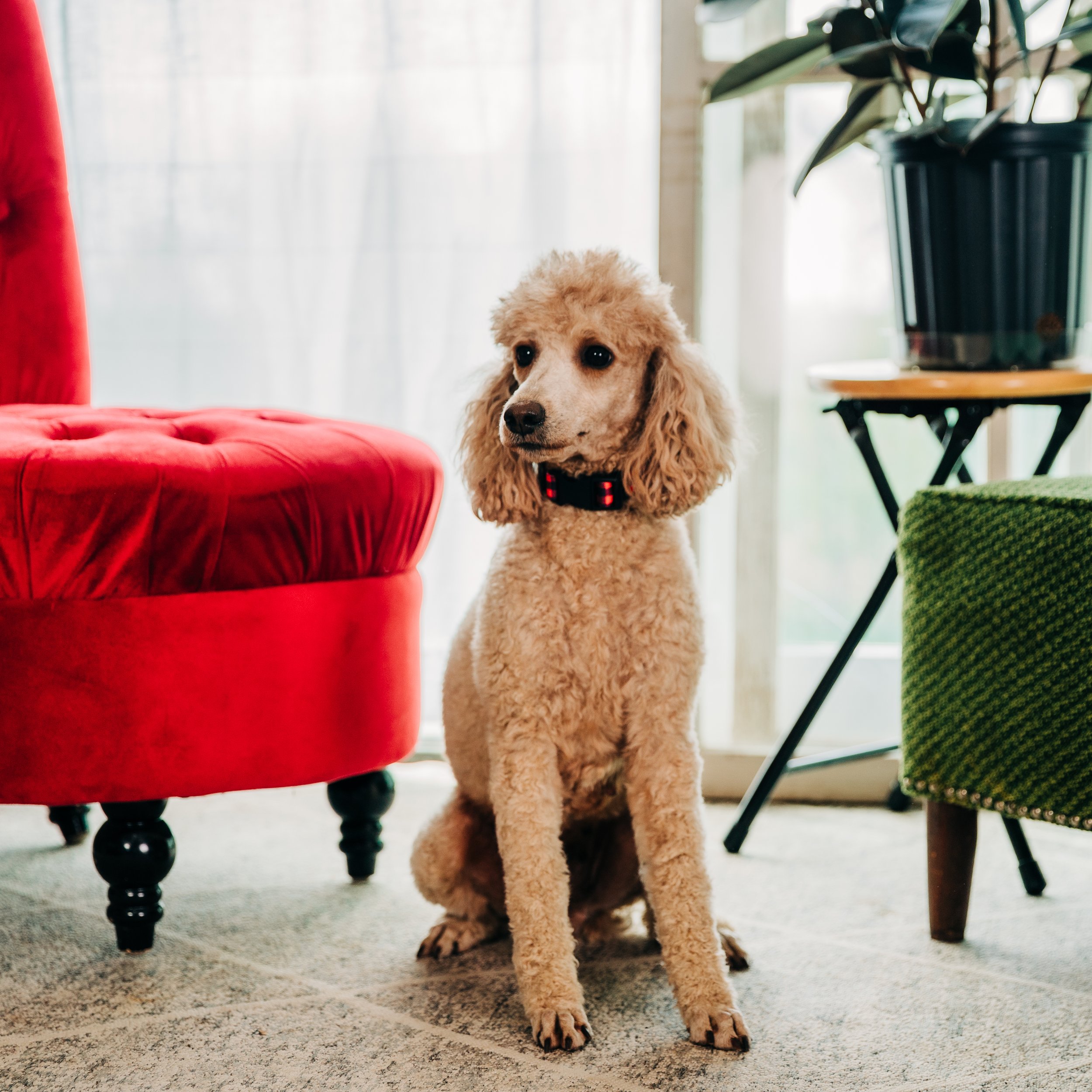 CBC Photo_Iowa Doodle Co_DSC03574.jpg