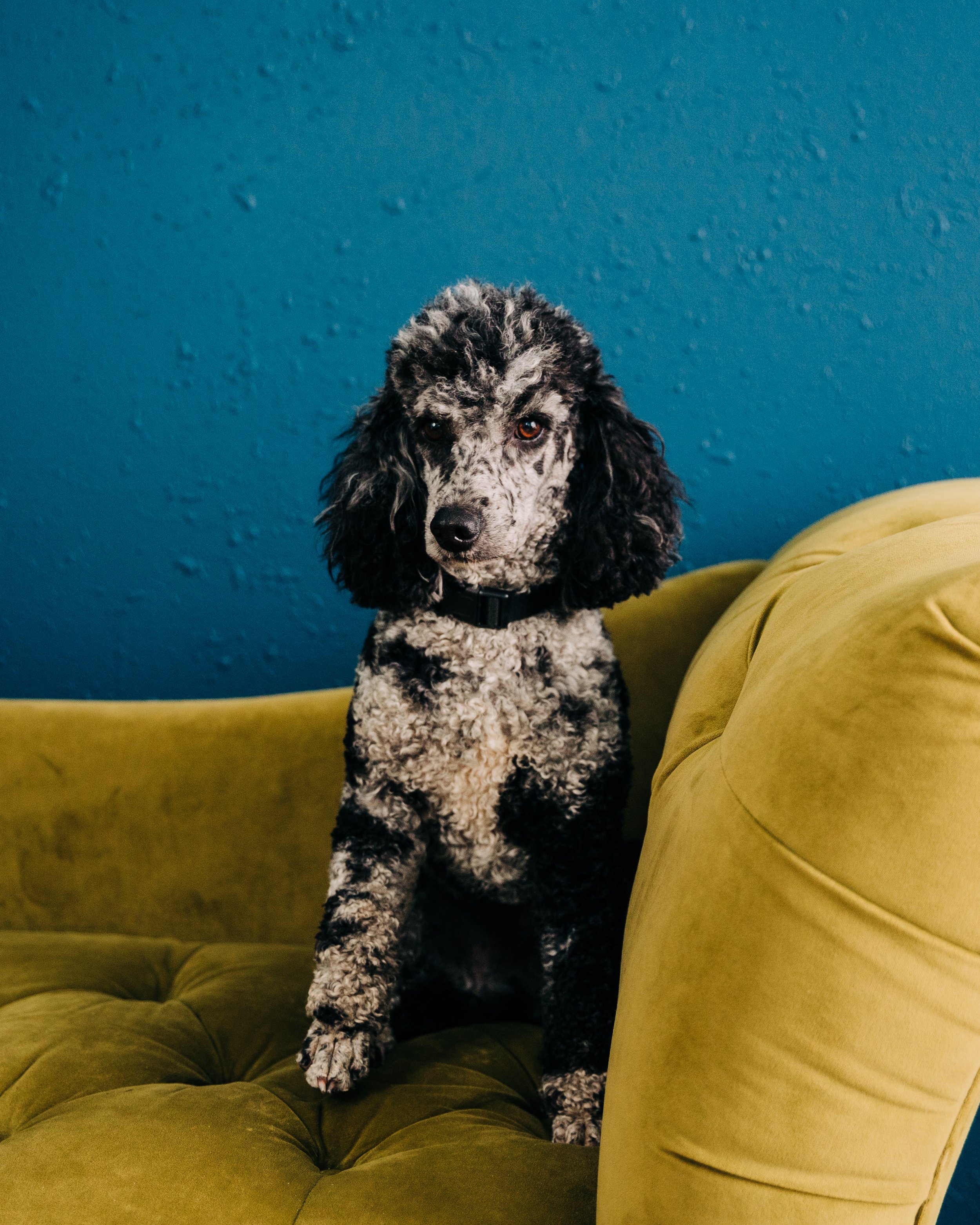 CBC Photo_Iowa Doodle Co_DSC03629.jpg