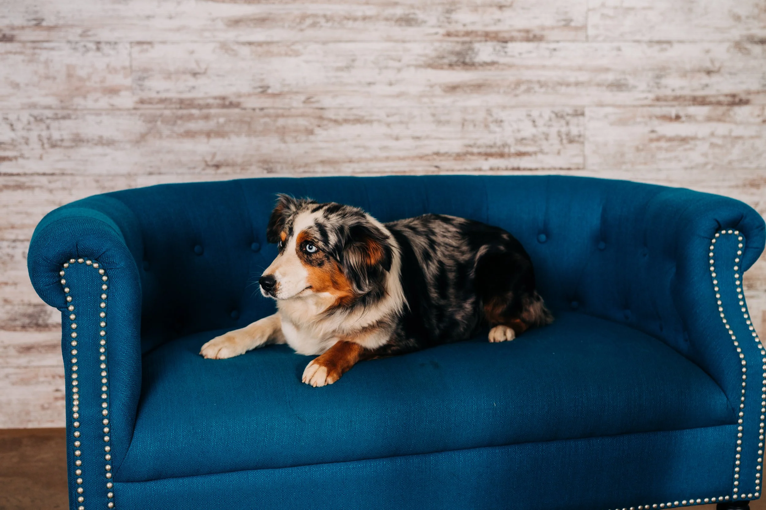 CBC Photo_Iowa Doodle Co_DSC05677.jpg