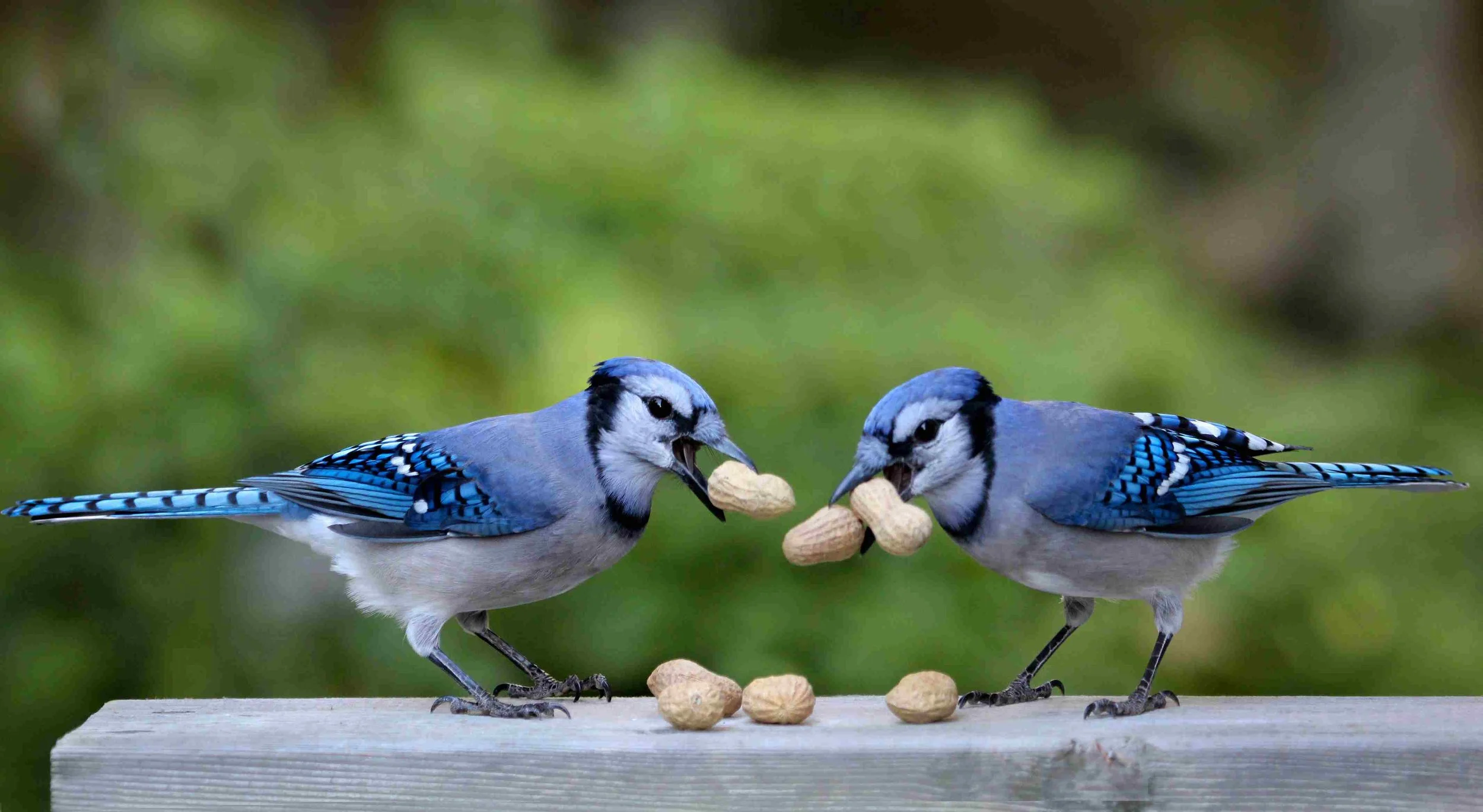 blue jay eating peanut.jpg