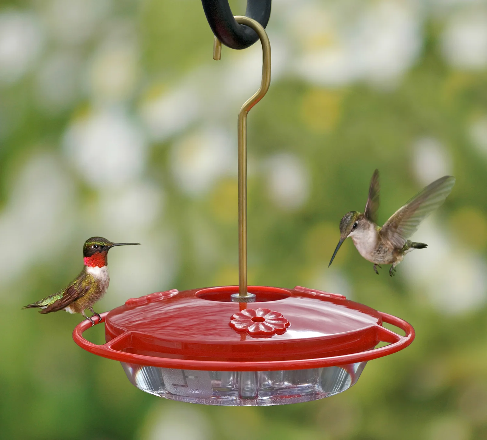 hummingbirds on plastic feeder.jpg