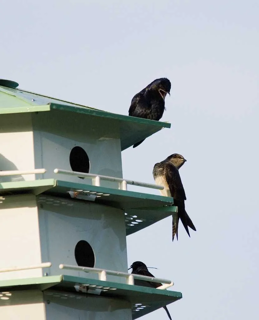 purple martin on house.jpg