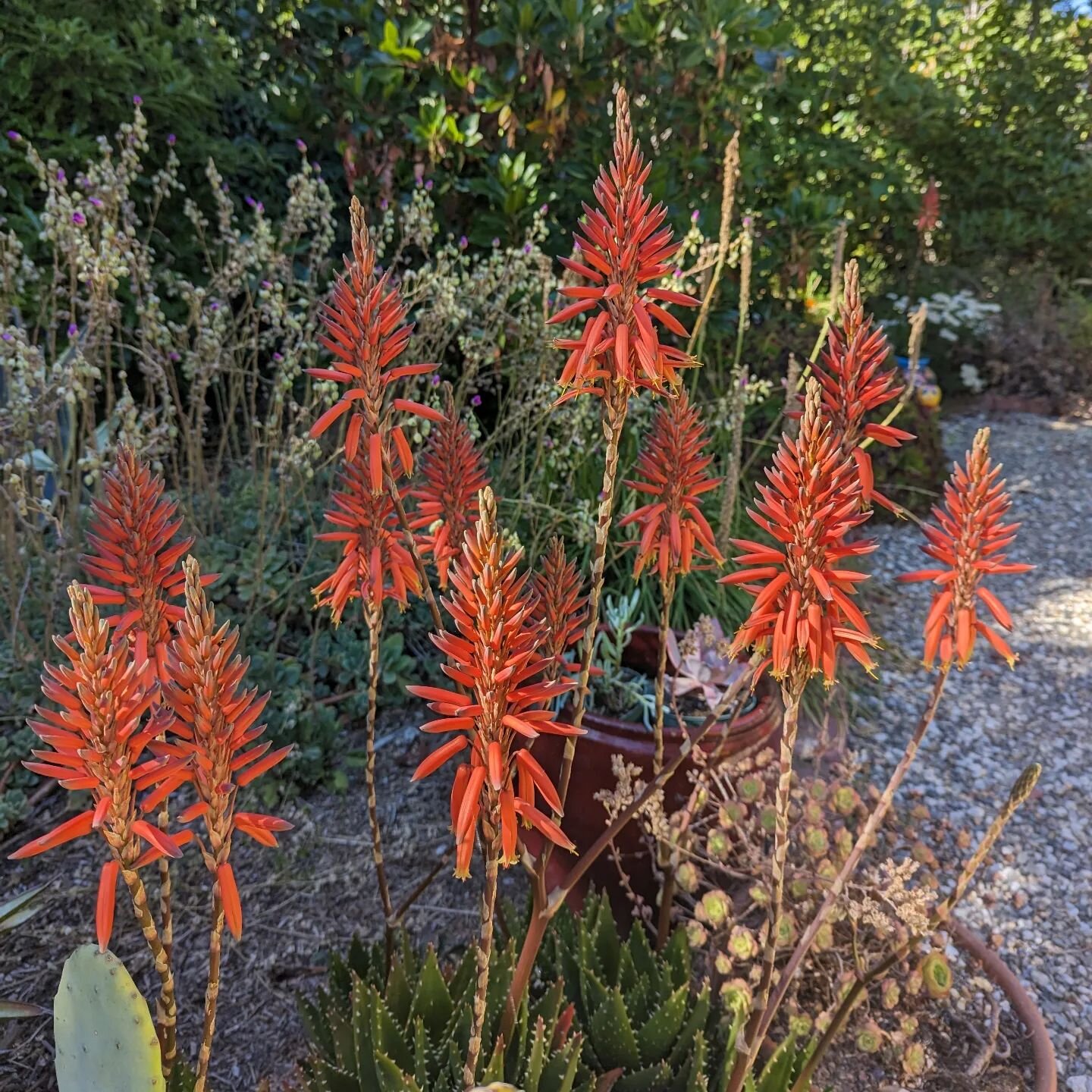 Aloe nobilis finally having its moment to shine.

#aloenobilis