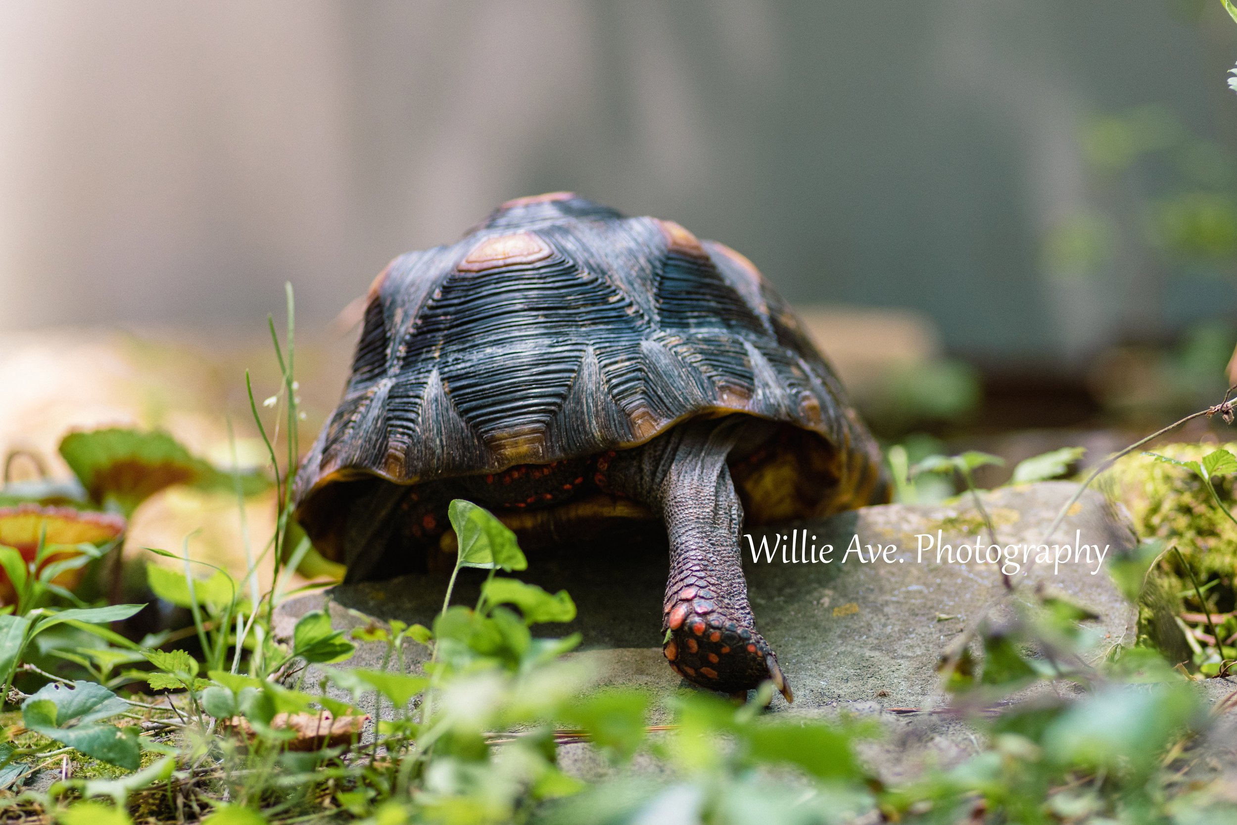 Yoda the Red Footed Tortoise