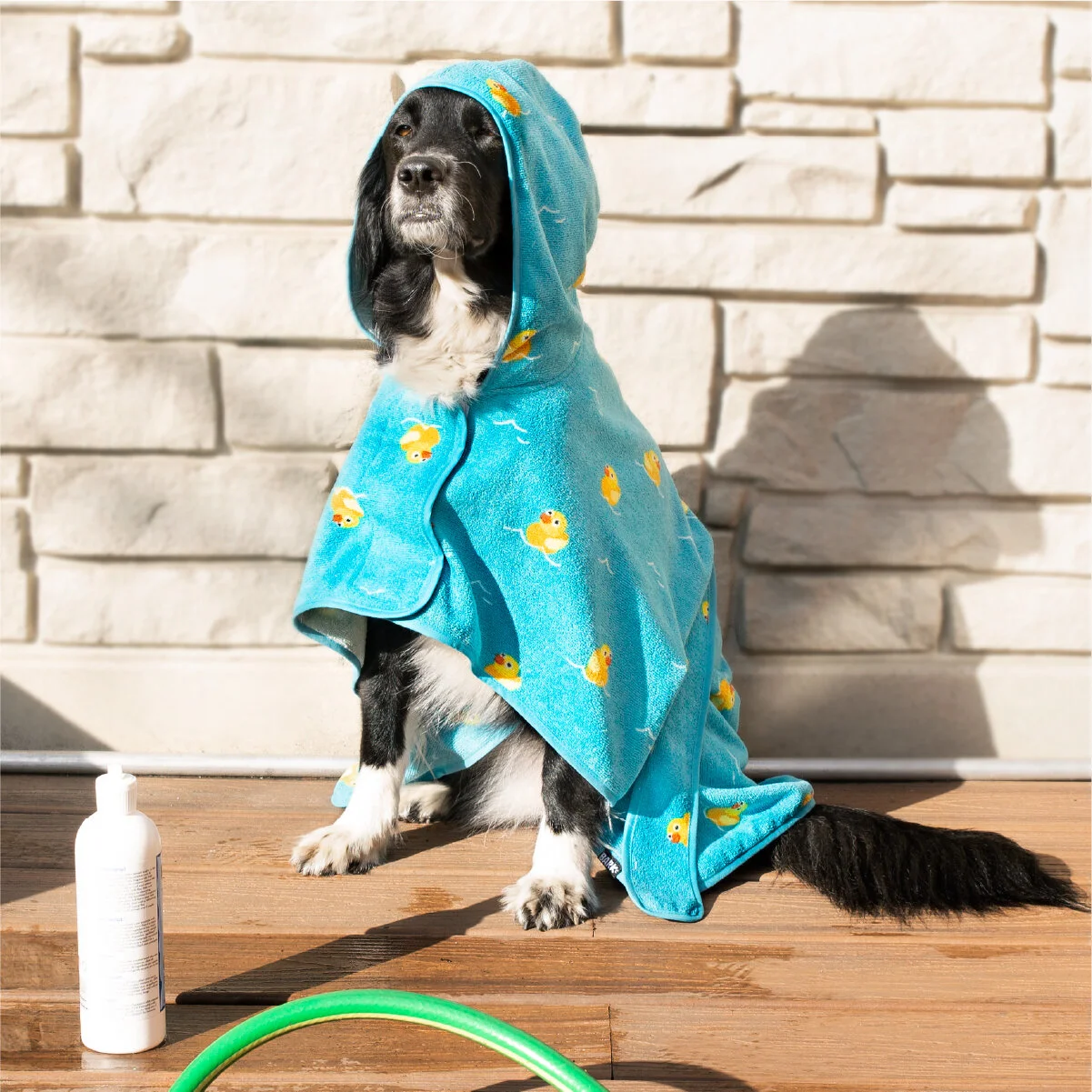 Dog in a sales robe