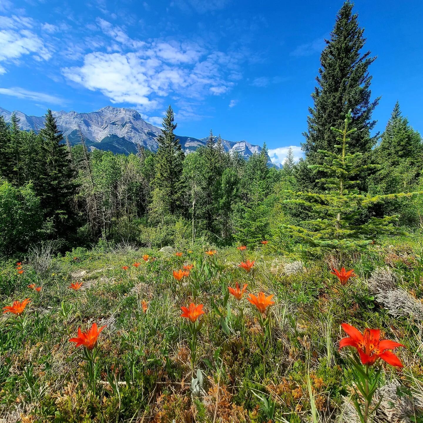 Happy Canada Day!  Another stunning day in the Bow Valley.  Email us to learn more or take a walking tour of the proposed residential real estate development.  jason@exshawgateway.ca #EMGI #Exshaw