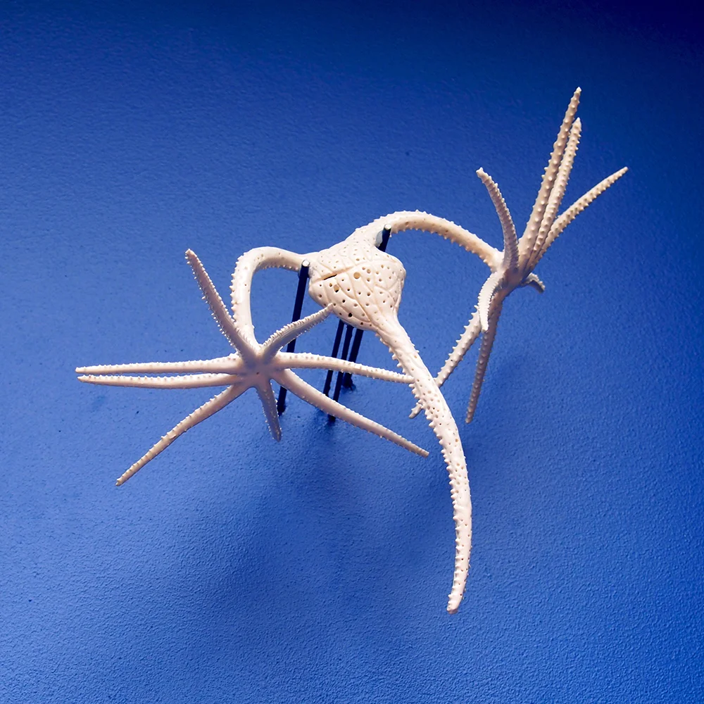 Dinoflagellate Ceratium Ranipes Spectaculare