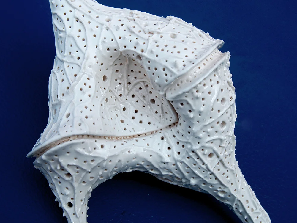 Dinoflagellate Ceratium Candelabra, detail