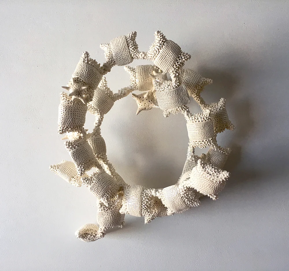 Diatom Odontella Aurita Spiral Colony