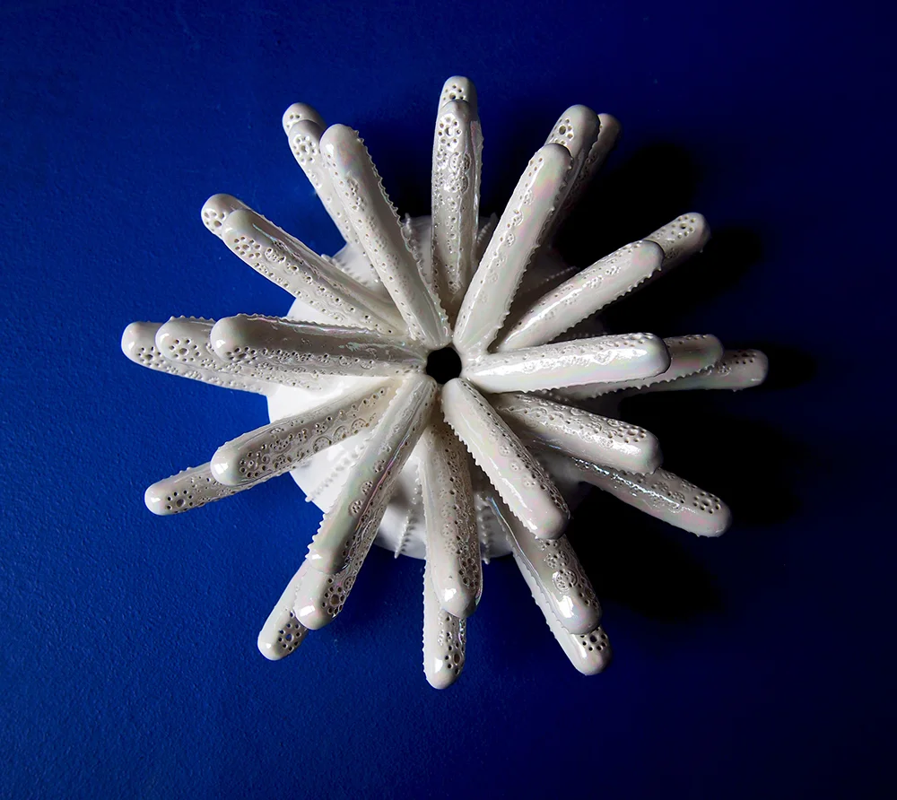Stellate Diatom Thalassionema Colony Shield
