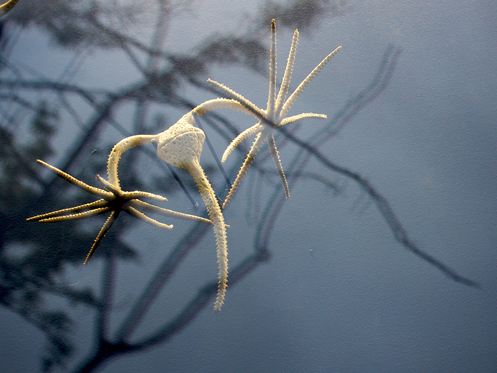 Dinoflagellate Ranipes Spectaculare talking to the city and trees.