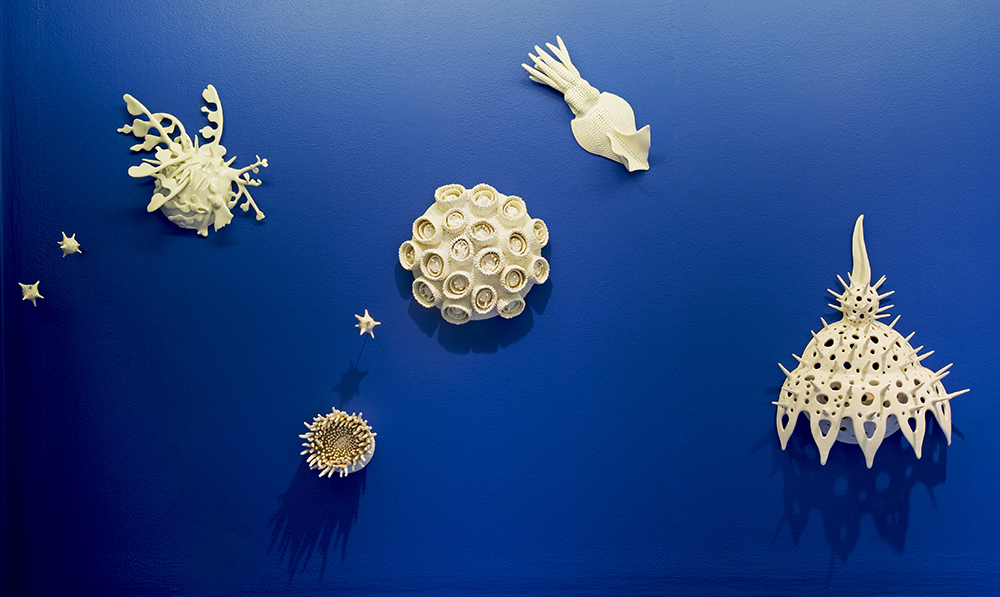Leafy Seadragon, Anemone, Great Star Coral, Firefly Squid & Radiolarian Shields in center case.