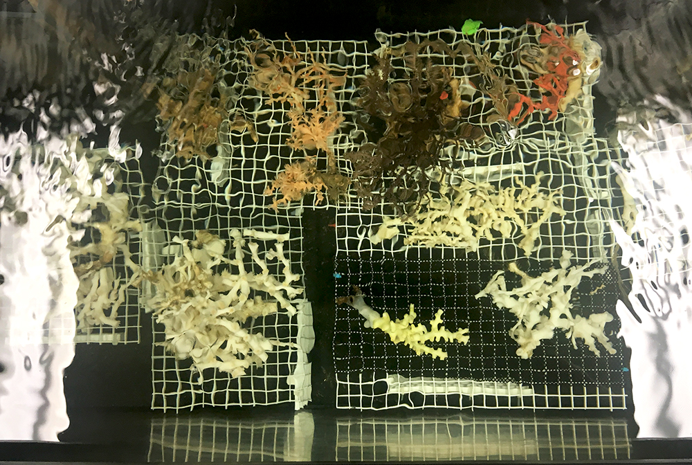 Cold-water coral from expedition including lophelia pertusa inspiring Hagan’s marine abstract Perpetual Lophelia Pertusa.