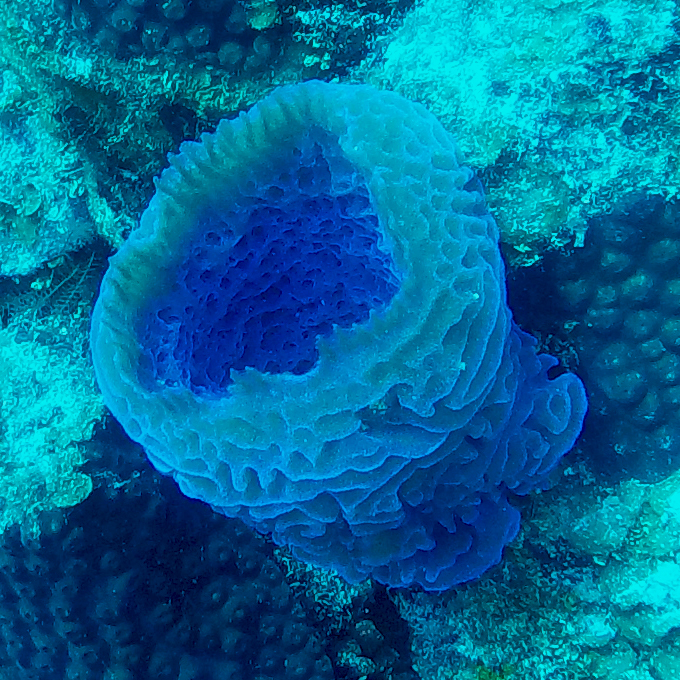 Azure Vase Sponge, North Wall, Cayman: love at first sight and inspiring dive transforming into abstraction clay sculpture.