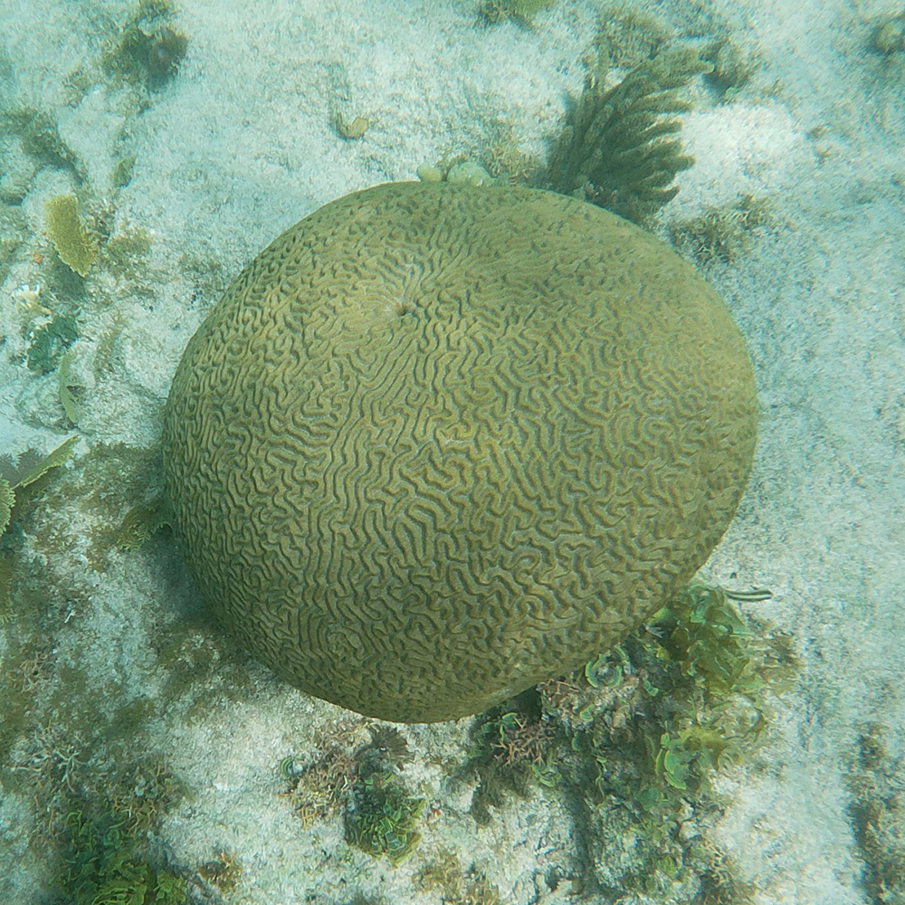 Brain coral inspiration snorkeling off Rum Point, North side Cayman.