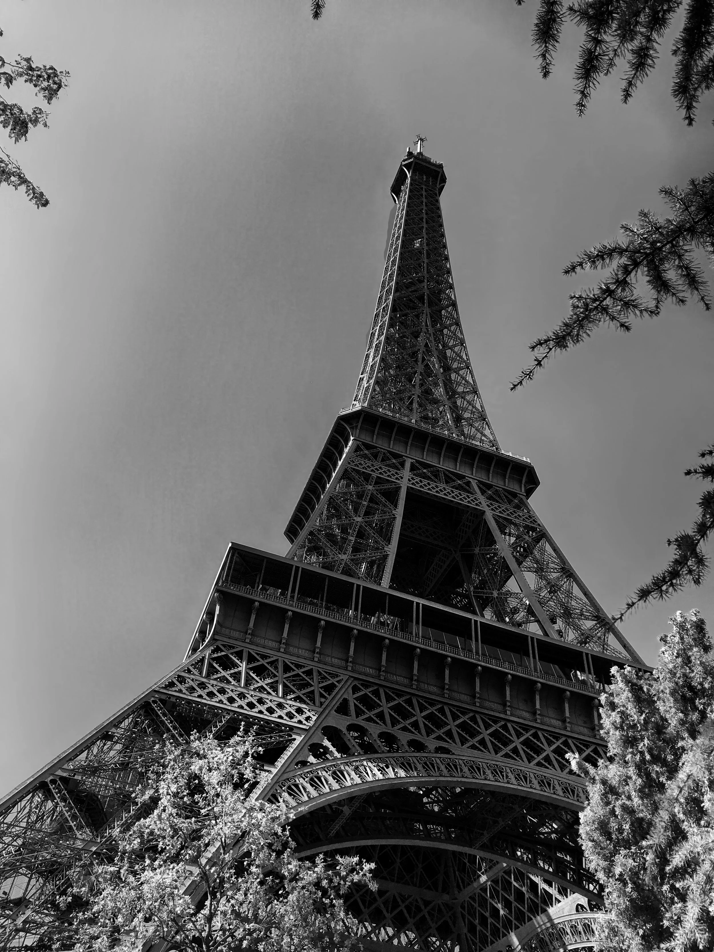 Eiffel through trees.jpg