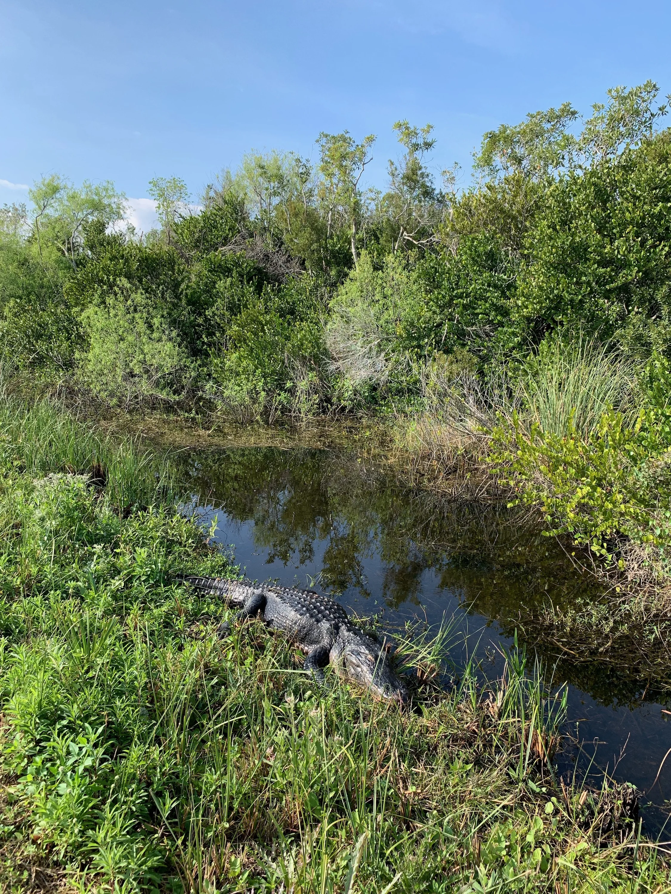 A big guy or gal enjoying basking in the sun.